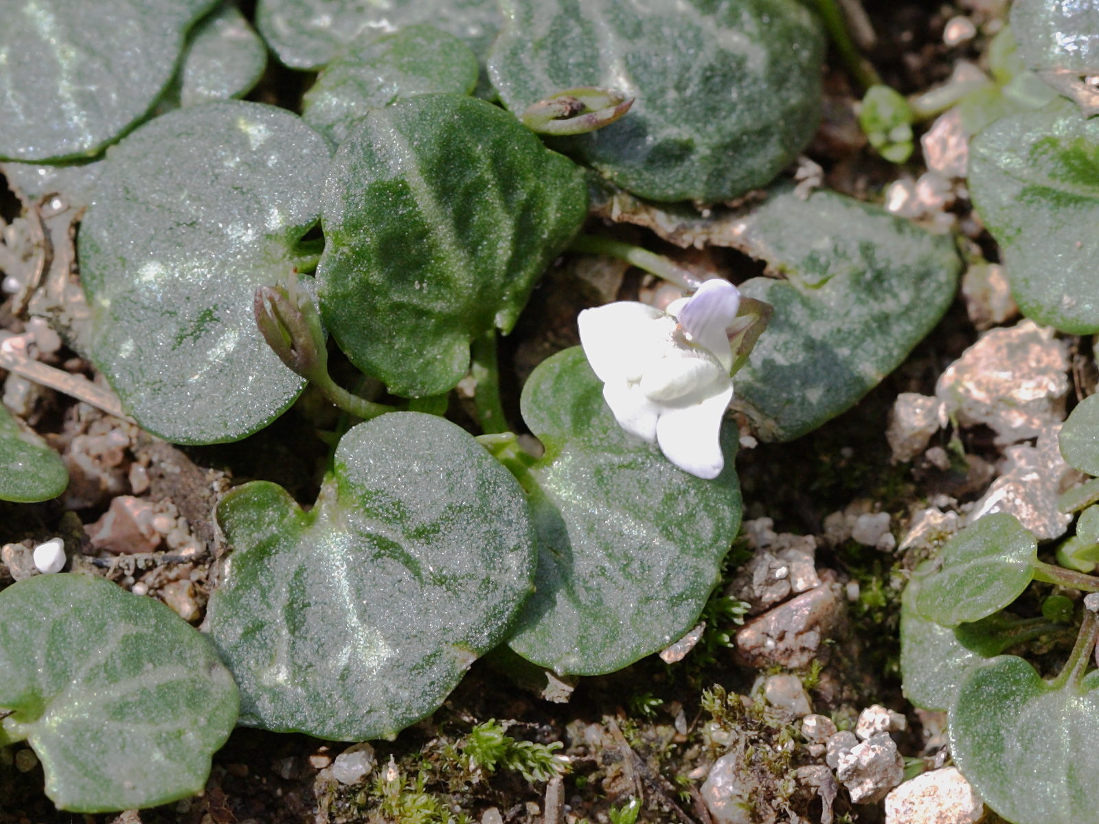 Afficher le média cymbalaria_hepaticifolia2bd cymbalaria_hepaticifolia2bd