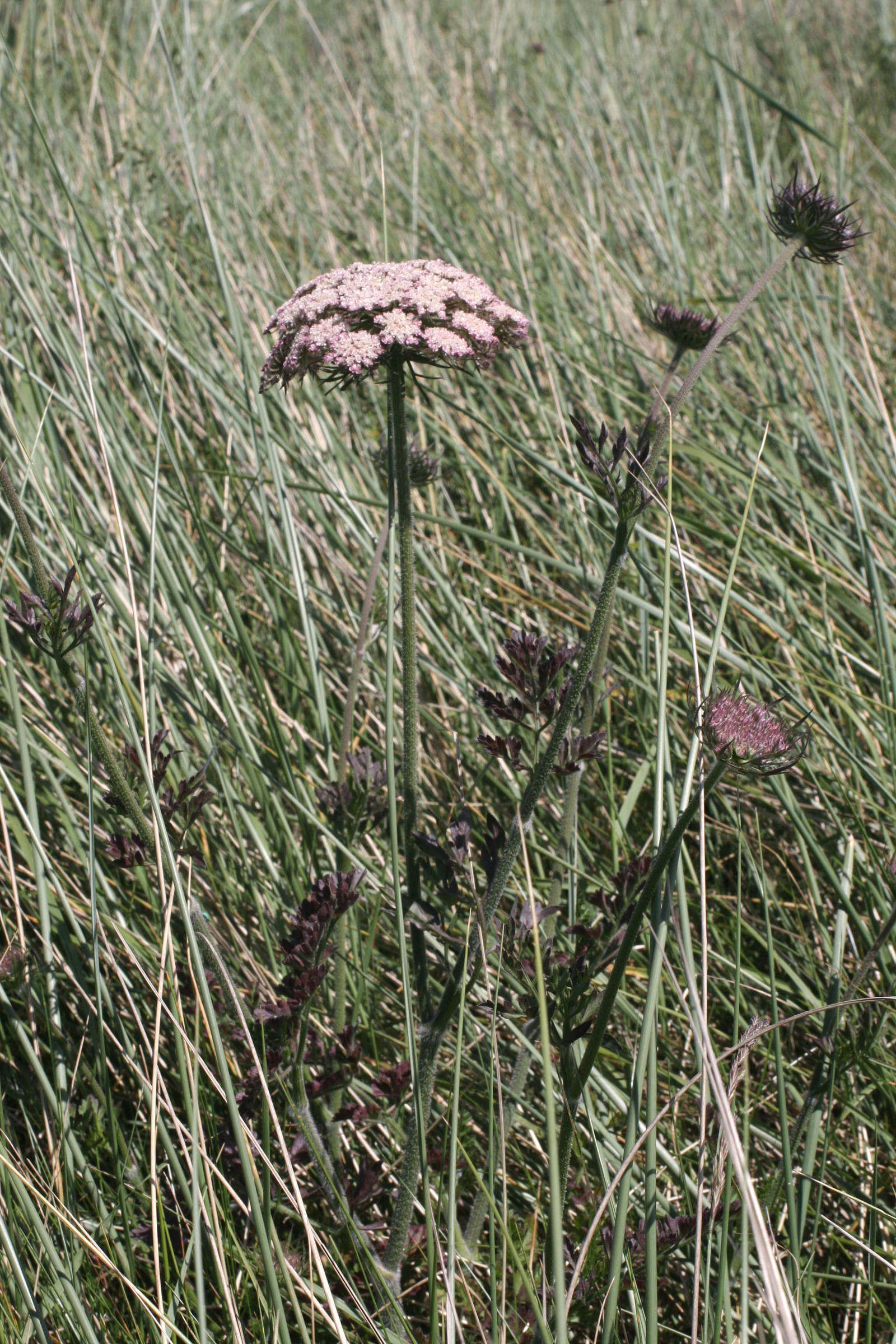 daucus_carota_gummifer5md