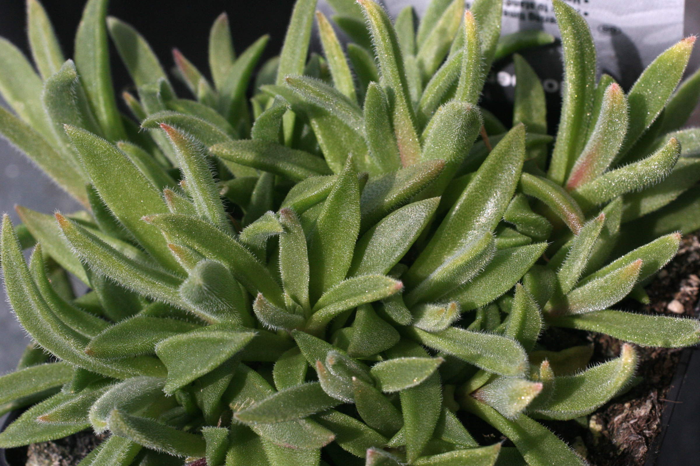 delosperma_sutherlandii1md