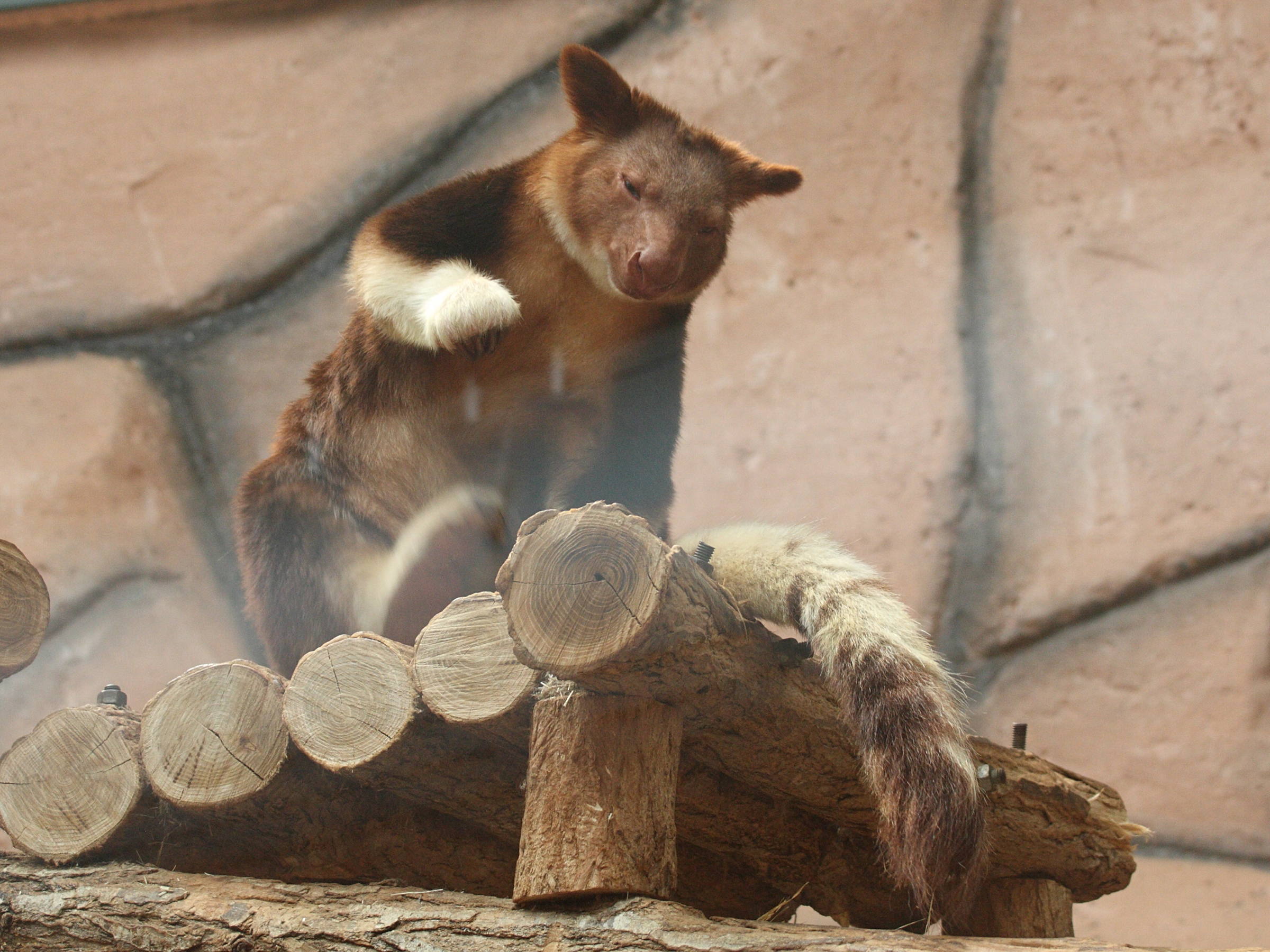 dendrolagus_goodfellowi4md