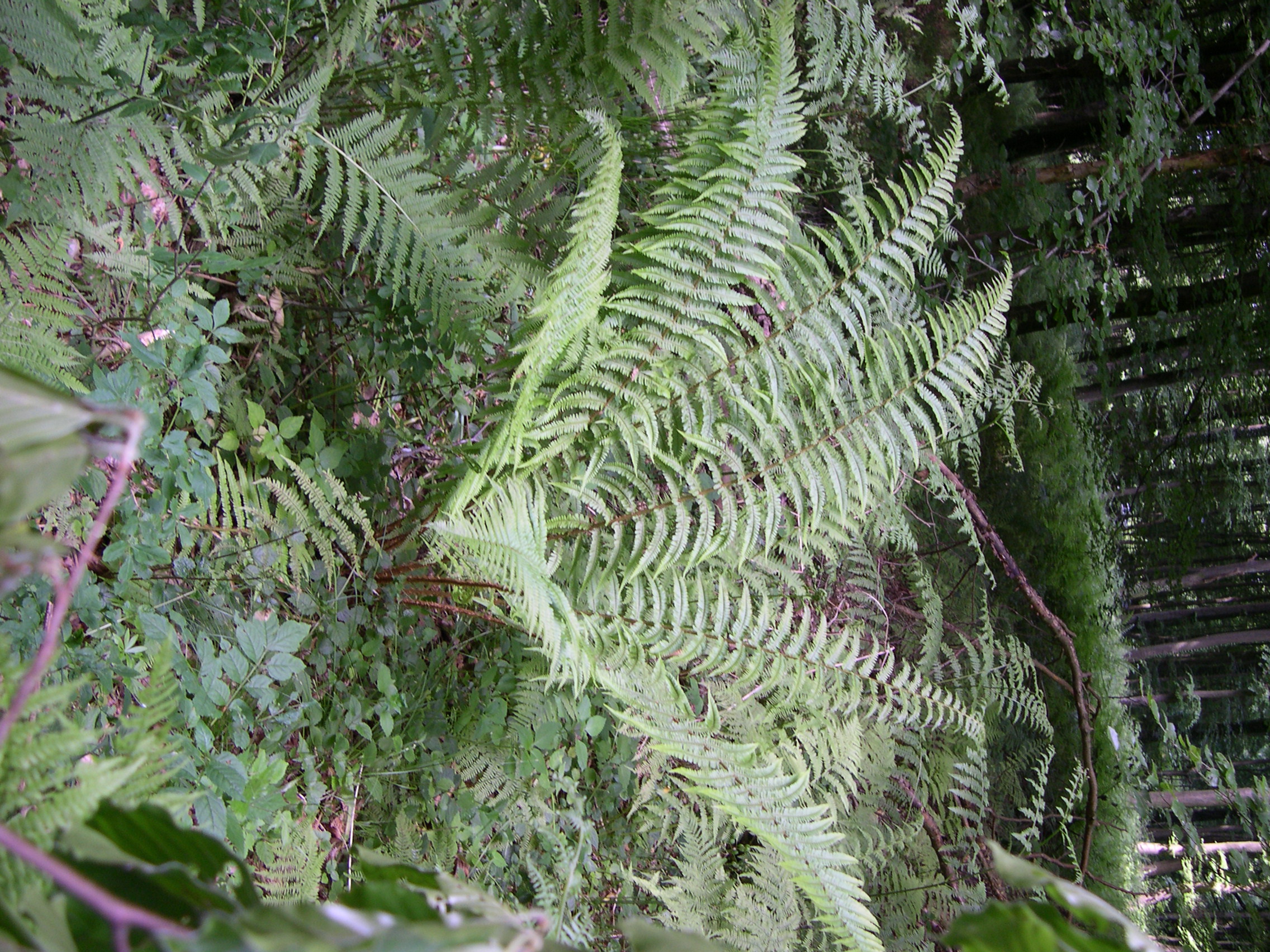 Afficher le média dryopteris_affinis_borreri6md dryopteris_affinis_borreri6md