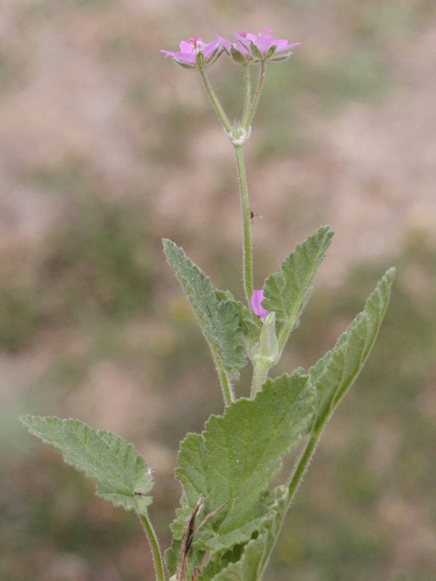 Erodium_malacoides