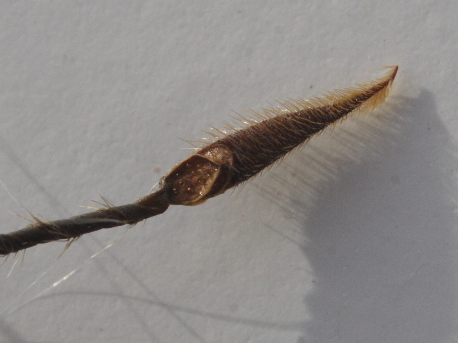 erodium_moschatum6md