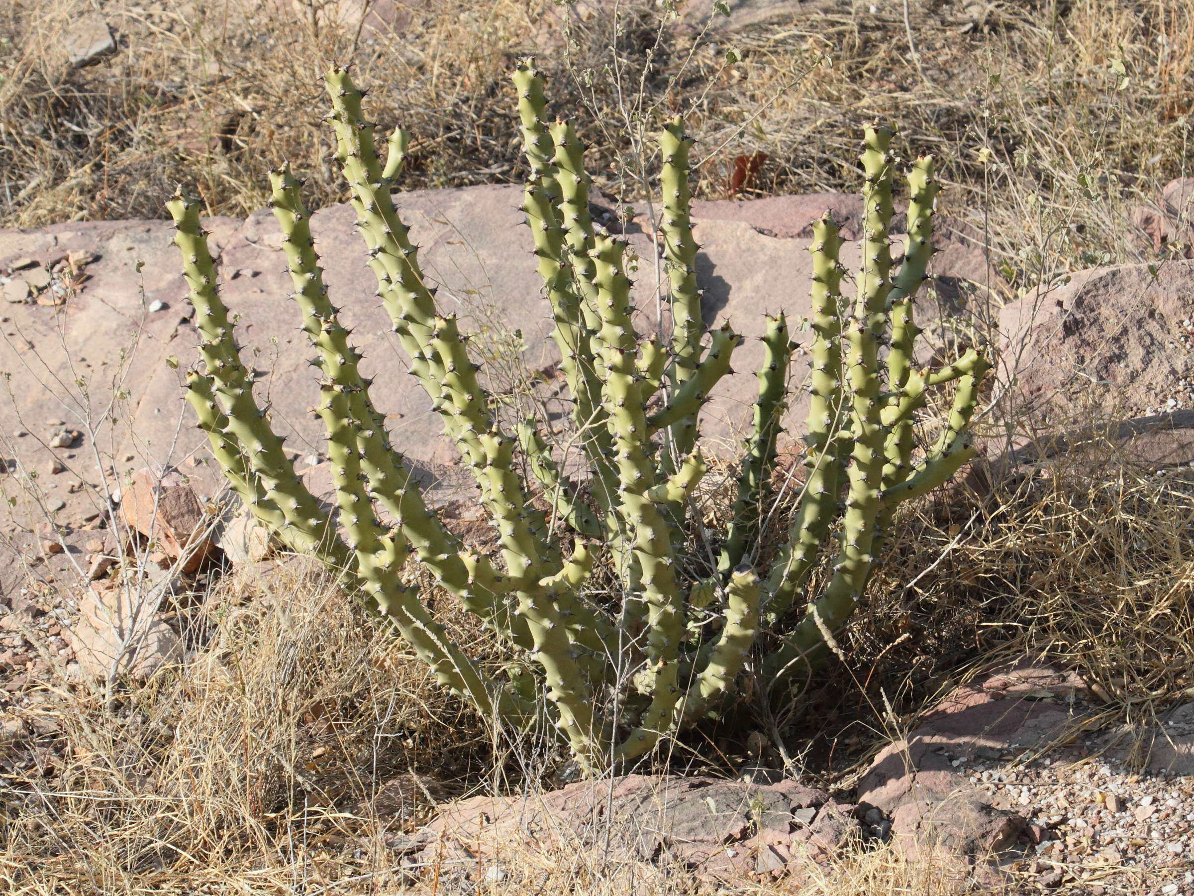 euphorbia_caducifolia1bd