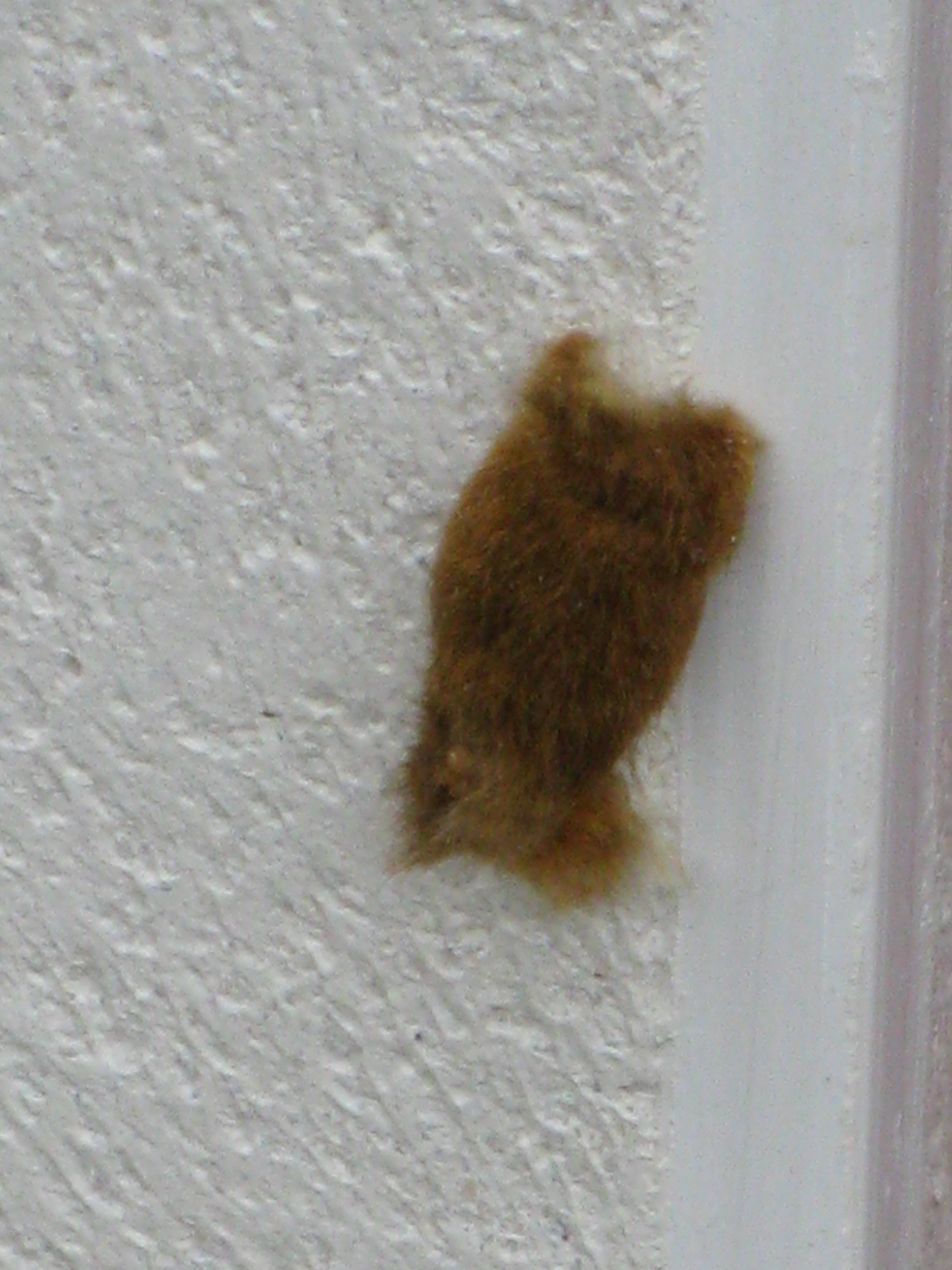 euproctis_chrysorrhea_ponte2mv