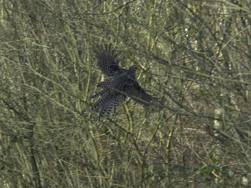 faisan_de_colchide_-_phasianus_colchicus6md