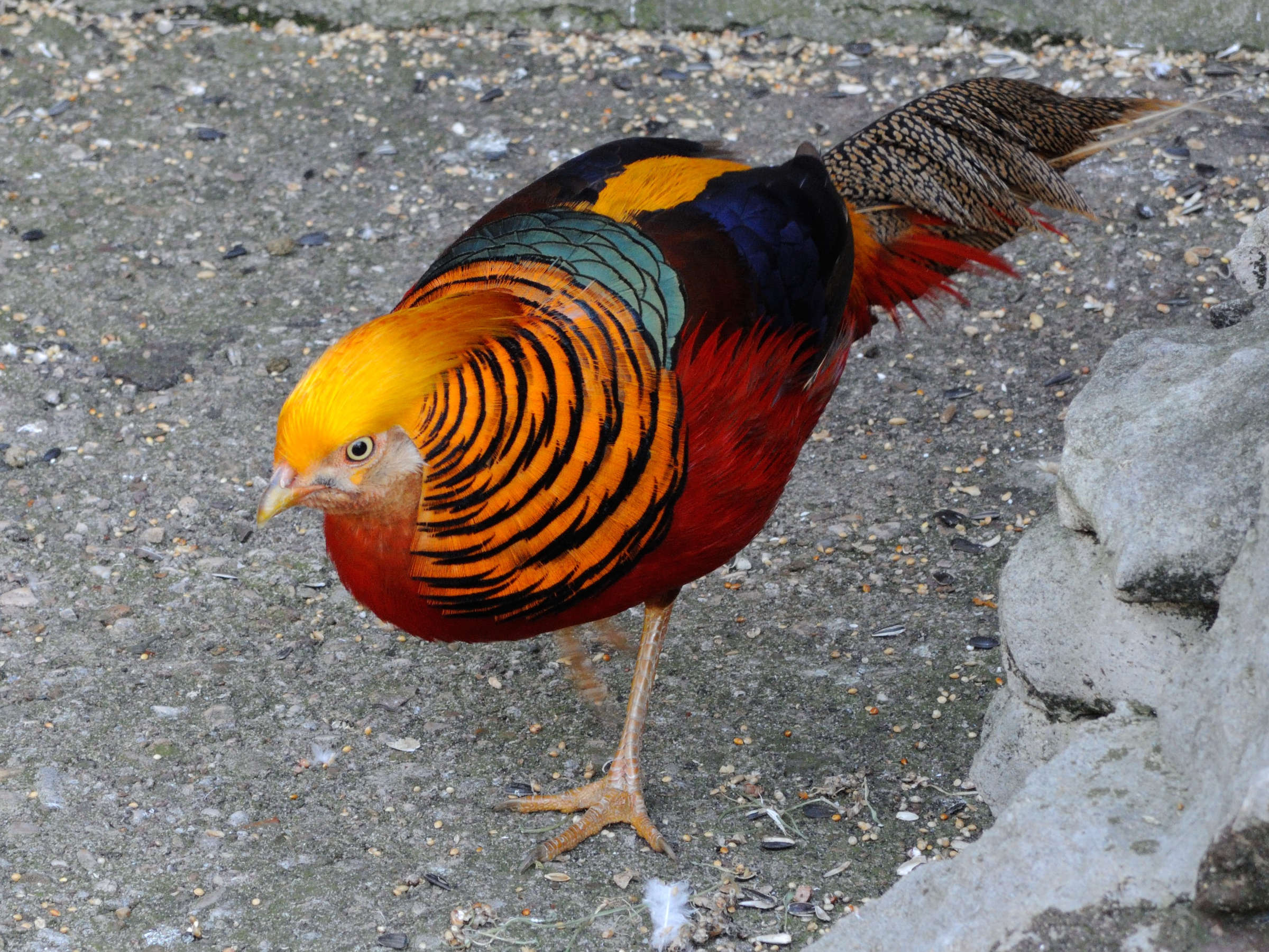 faisan_dore_-_chrysolophus_pictus2md