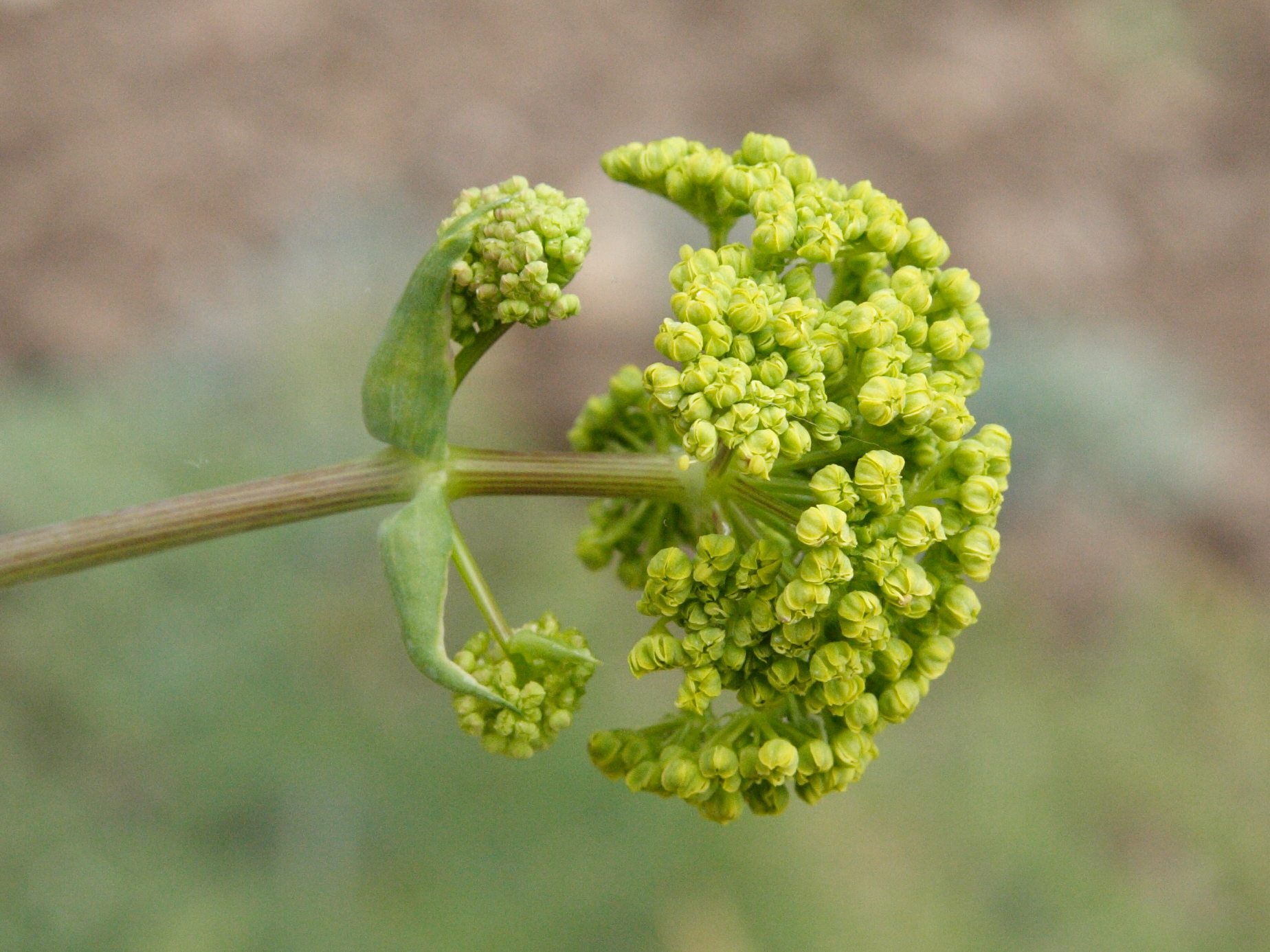 Afficher le média ferula_communis_glauca2md ferula_communis_glauca2md