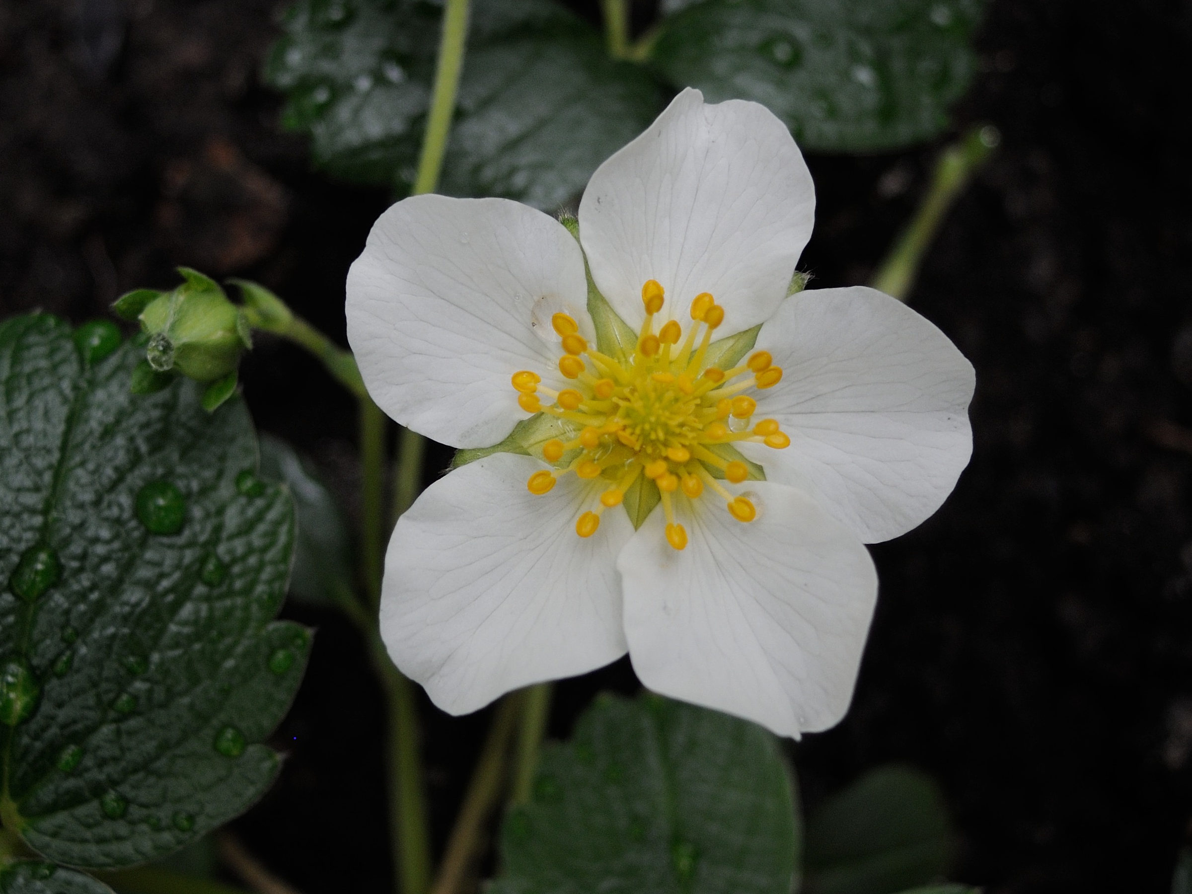 fragaria_chiloensis2md