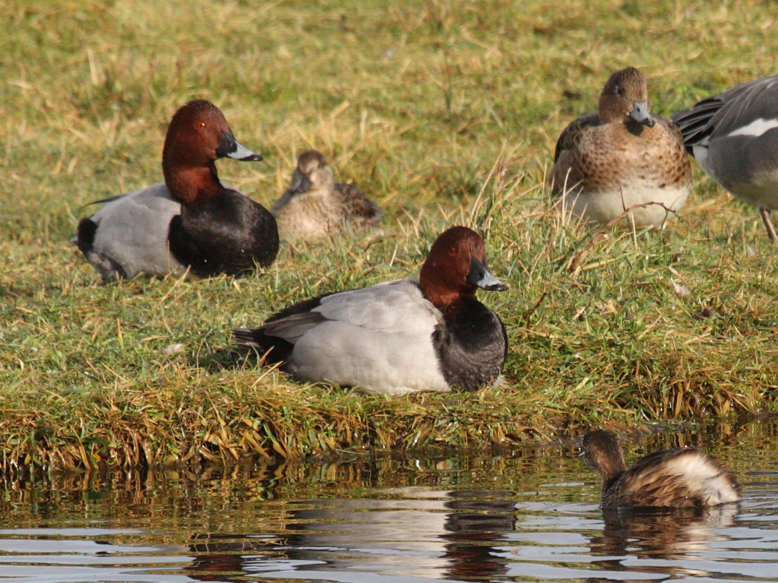 fuligule_milouin_-_aythya_ferina3md