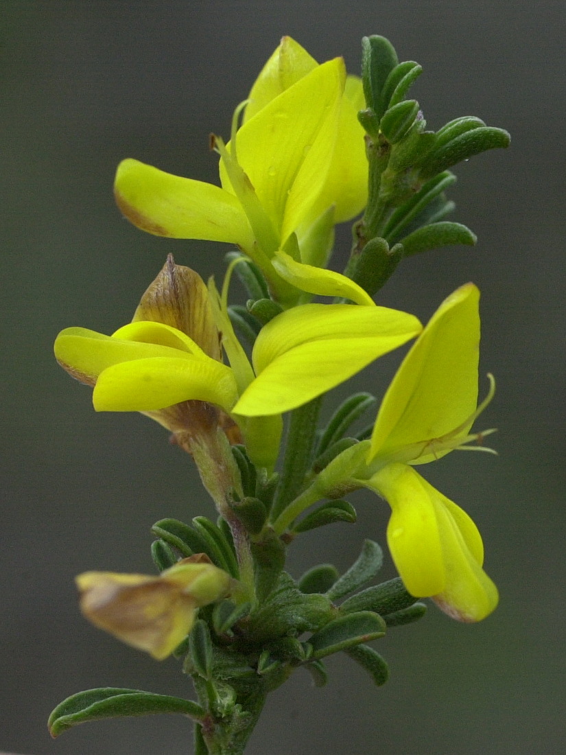 genista_pilosa2md