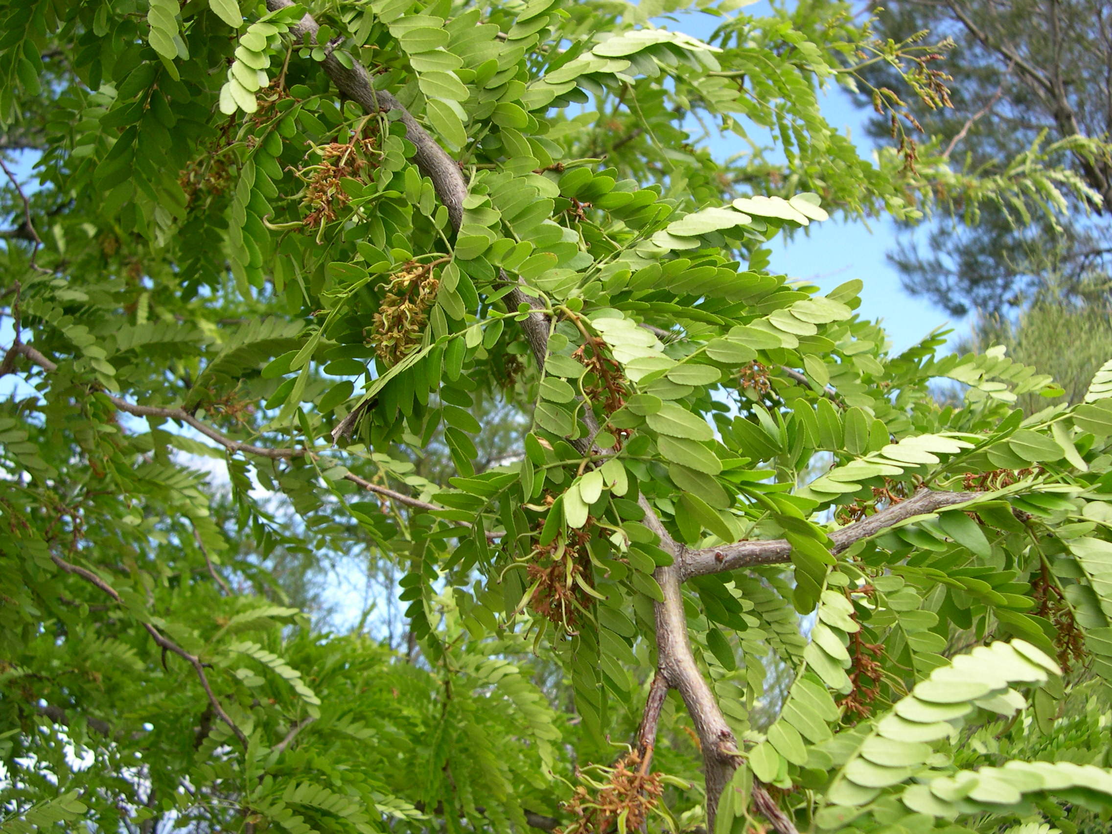 gleditsia_triacanthos8md