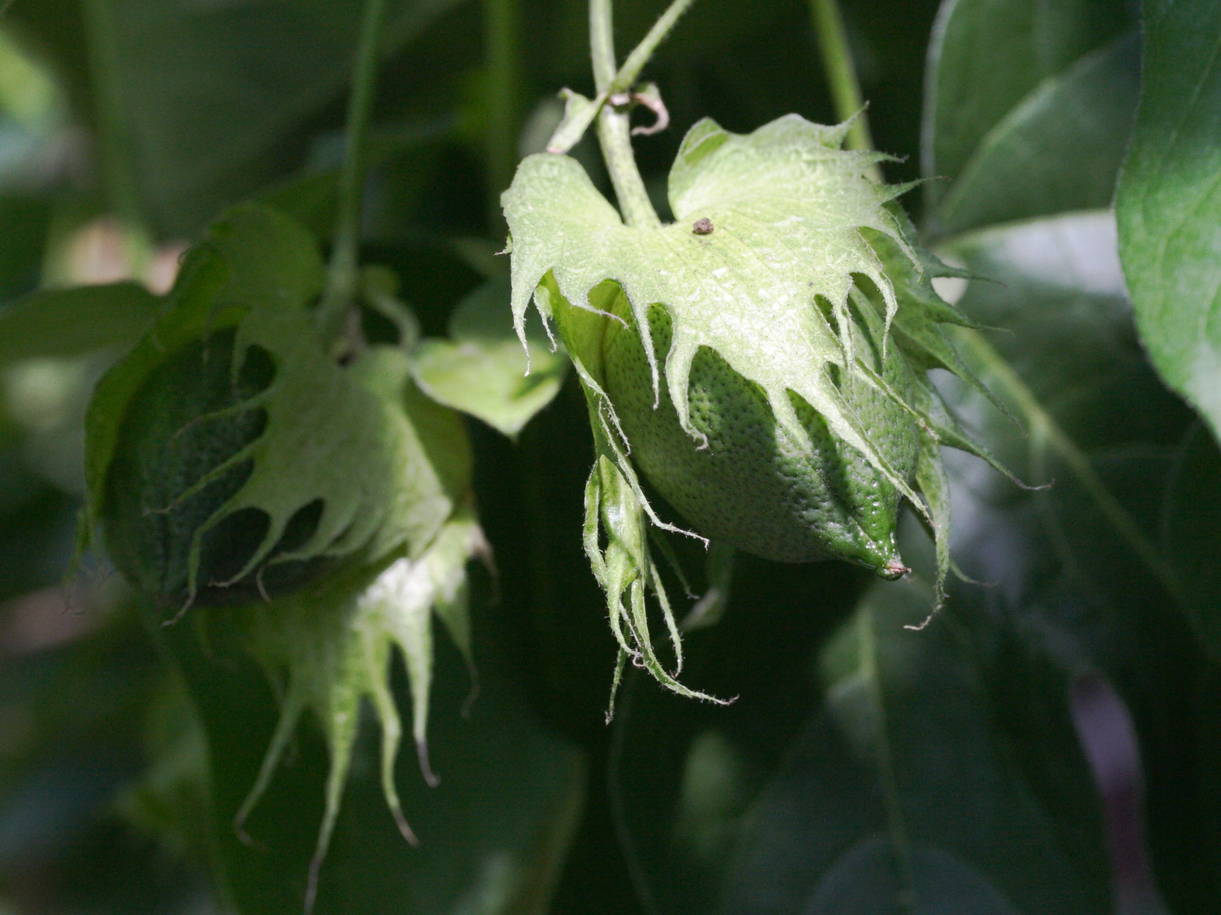 gossypium_arboreum3bd