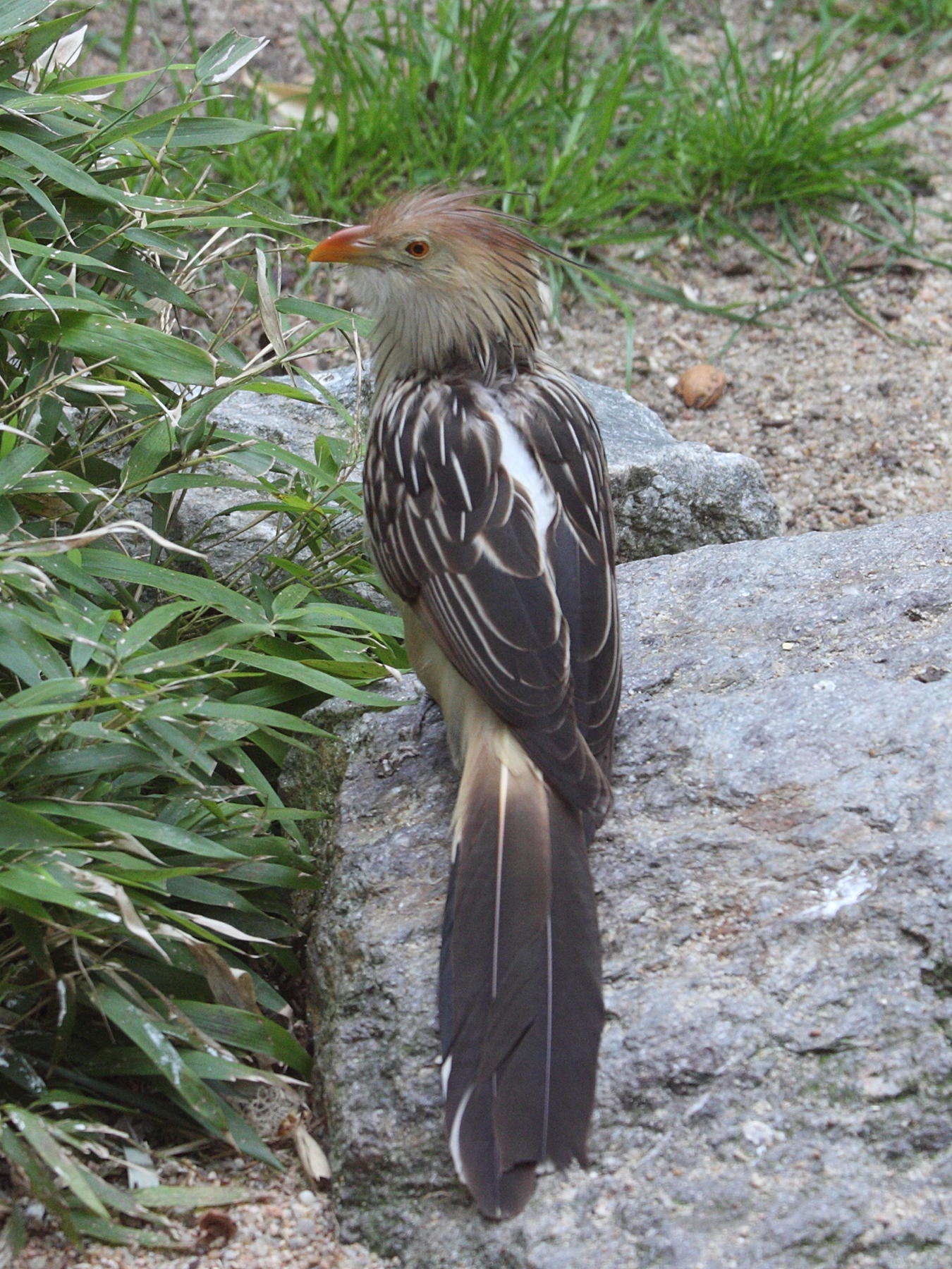 guira_cantara_-_guira_guira2md