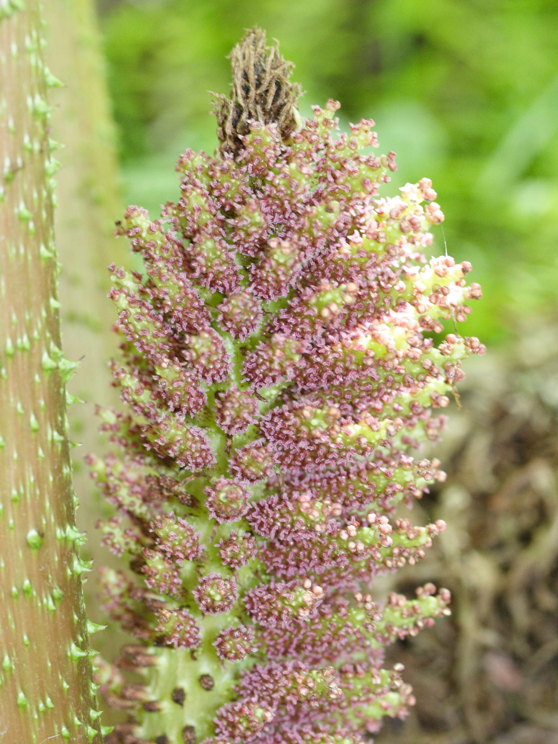 gunnera_chilensis2md