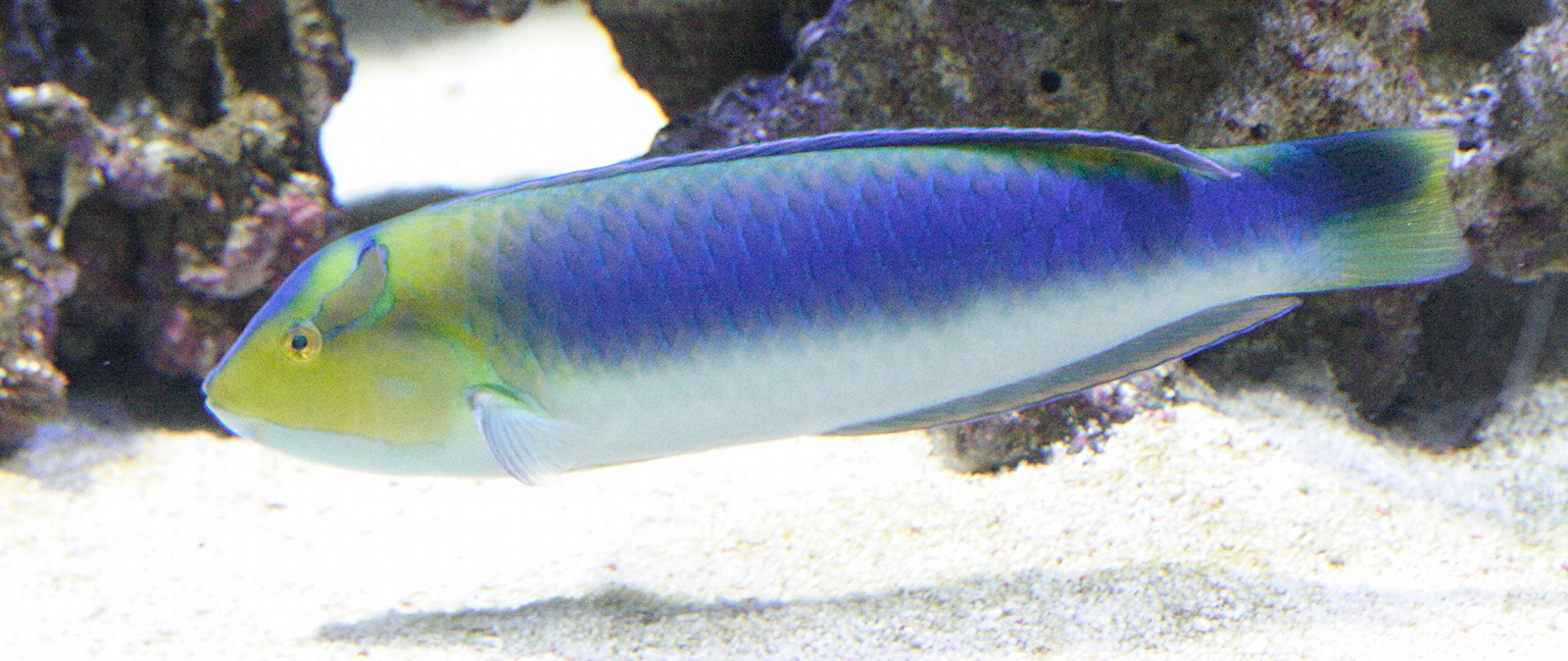 halichoeres_cyanocephalus2md