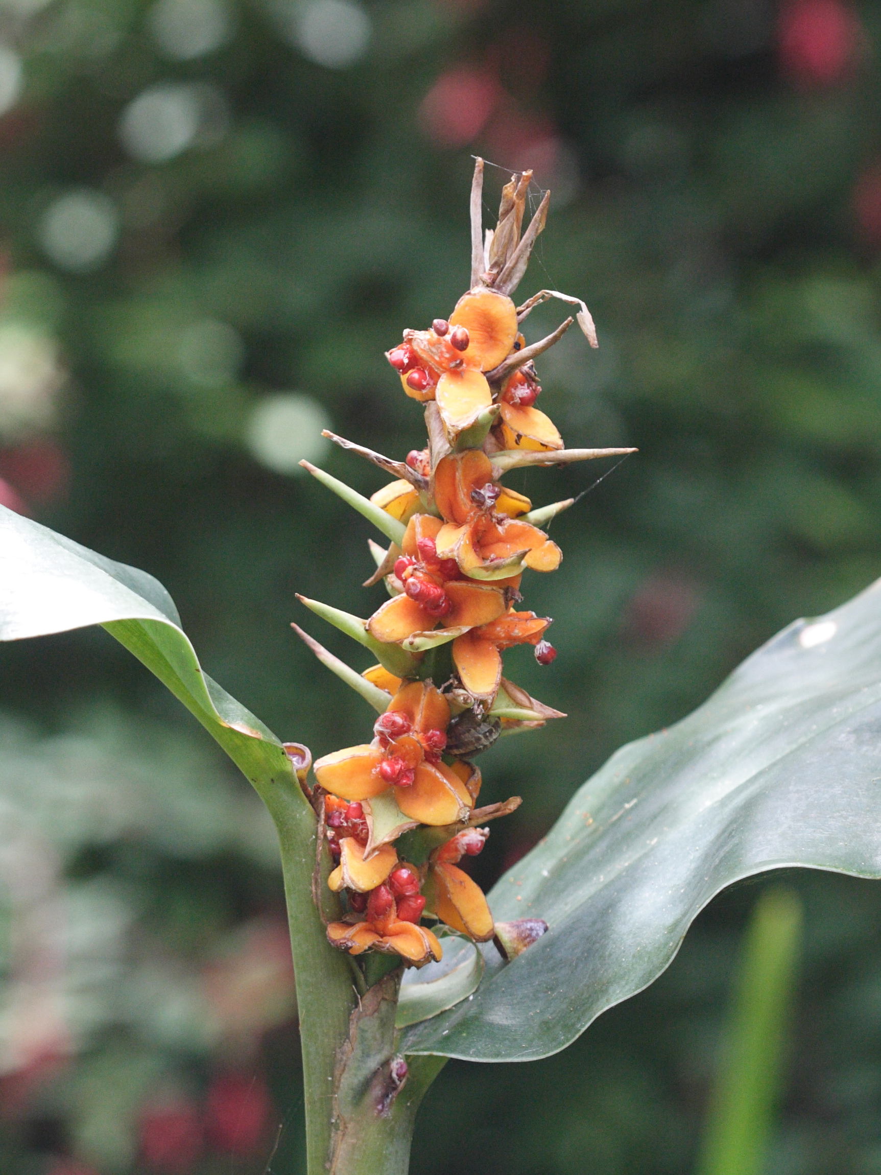 hedychium_gardnerianum5md