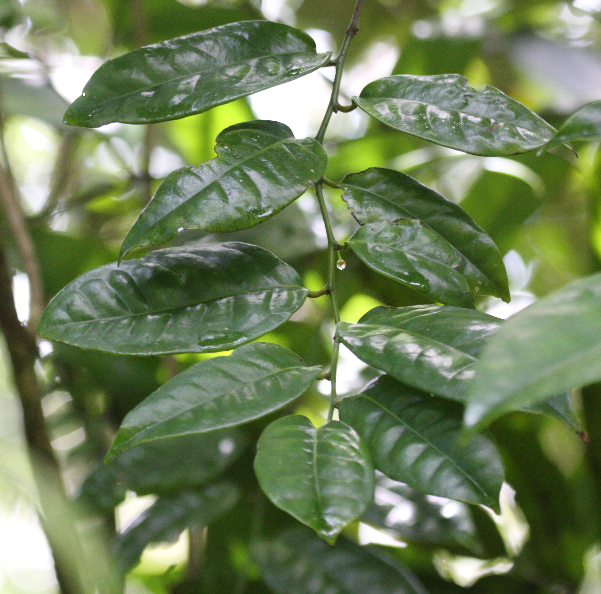 heisteria_coccinea3bd