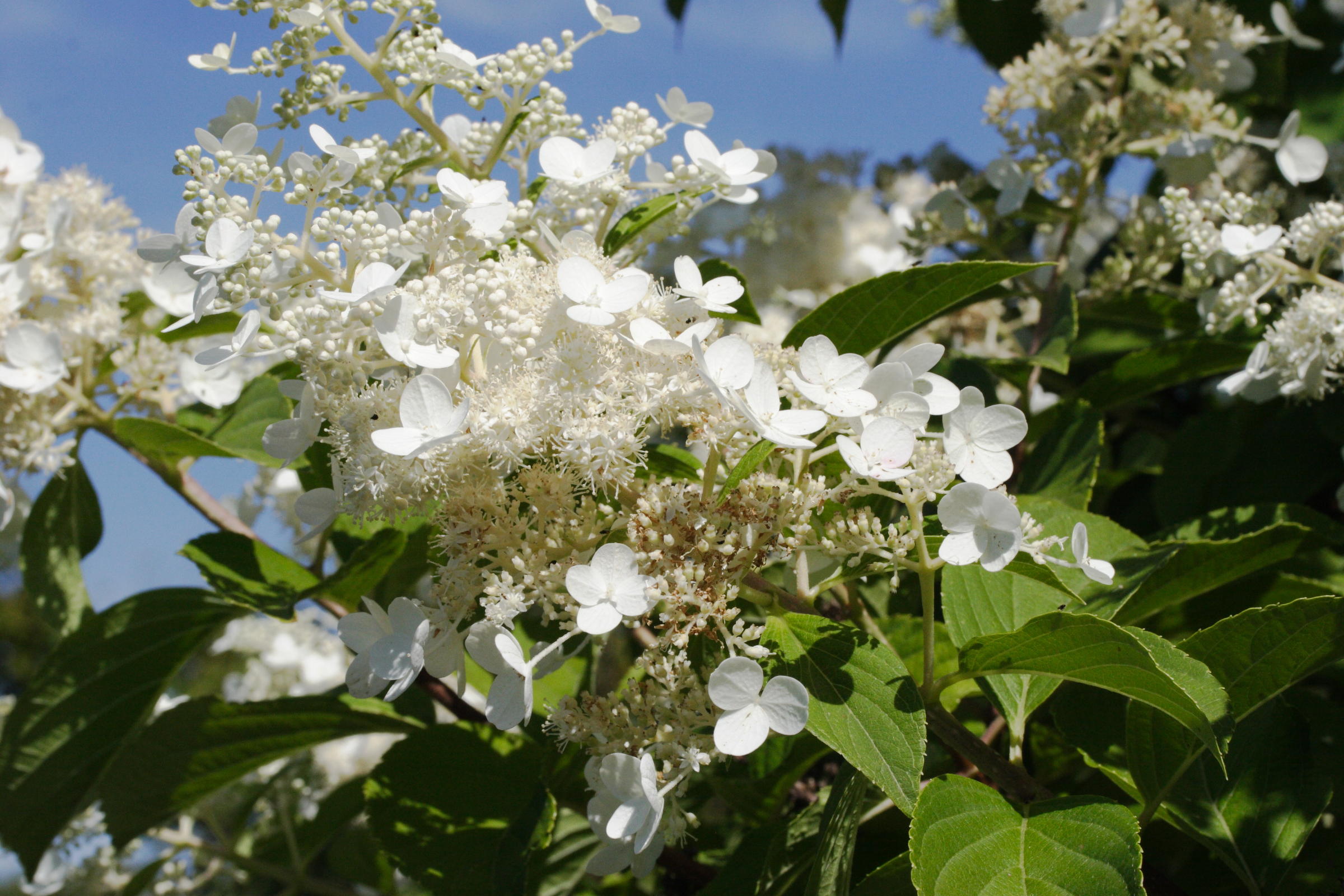 hydrangea_paniculata2md