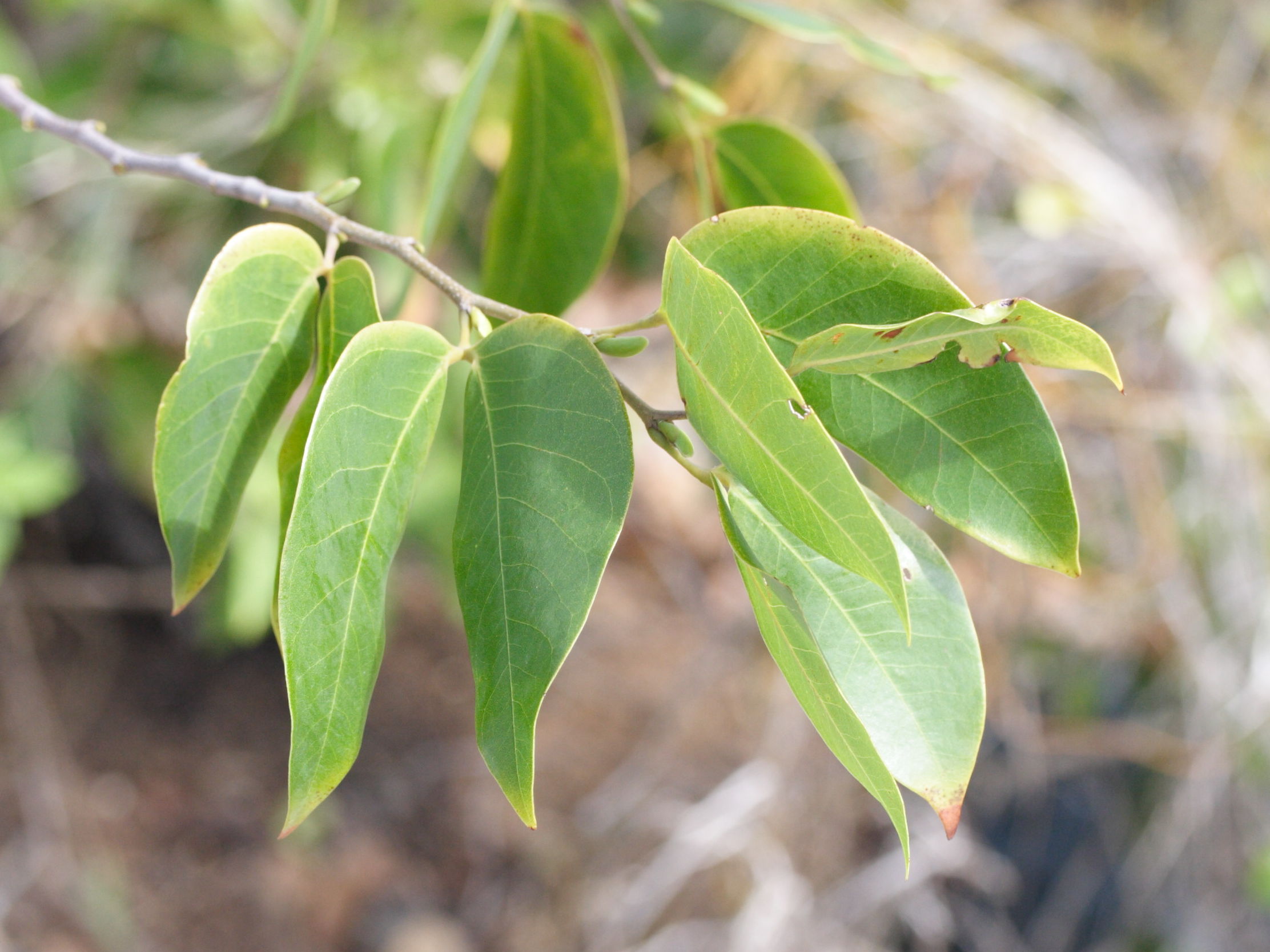 hymenaea_courbaril10md