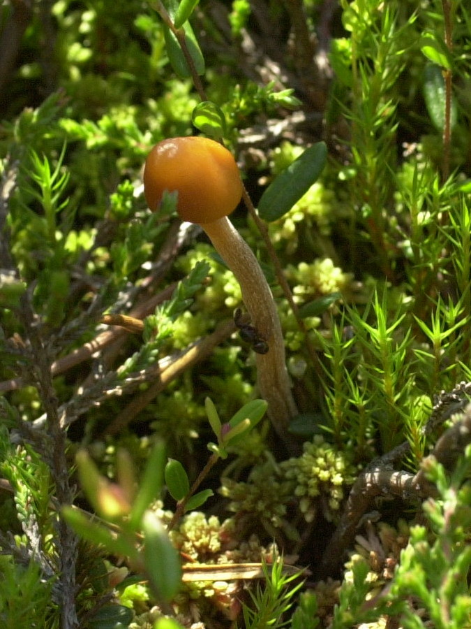 Afficher le média hypholoma_polytrichi1md hypholoma_polytrichi1md