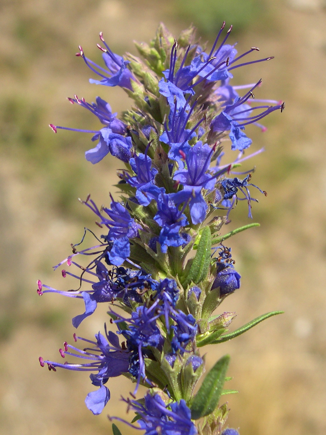 hyssopus_officinalis2md