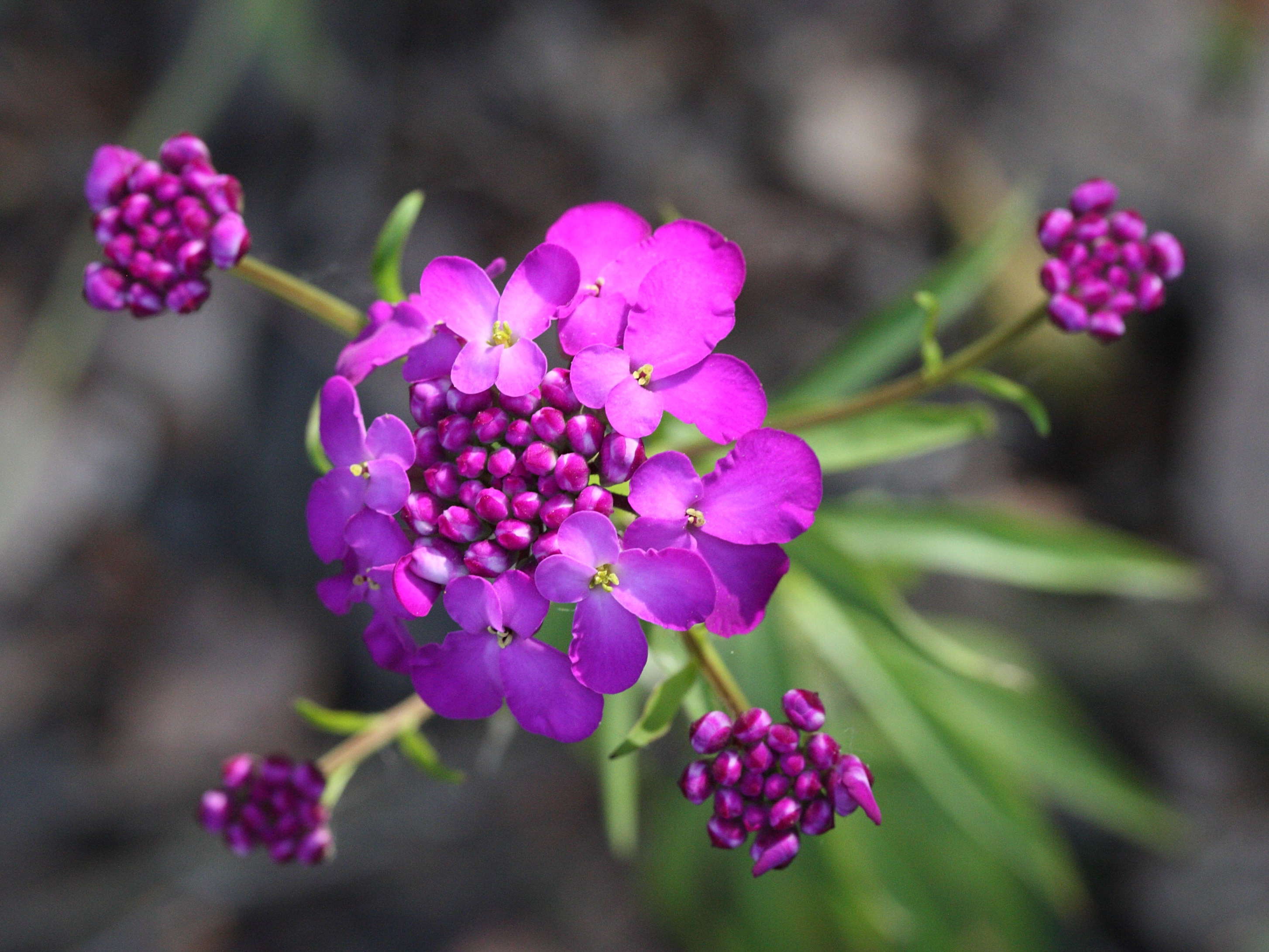 Afficher le média iberis_umbellata2md iberis_umbellata2md