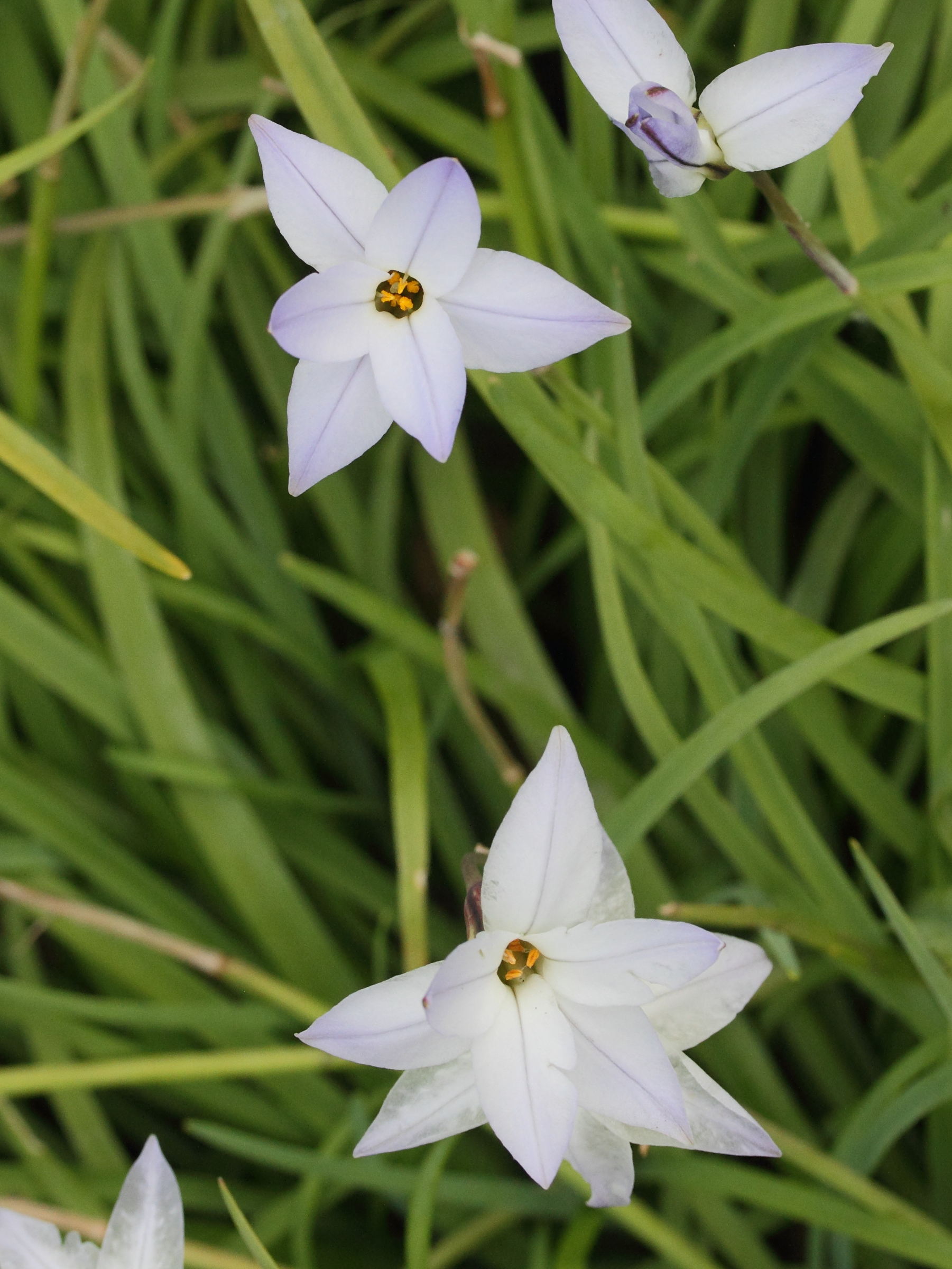 ipheion_uniflorum2md