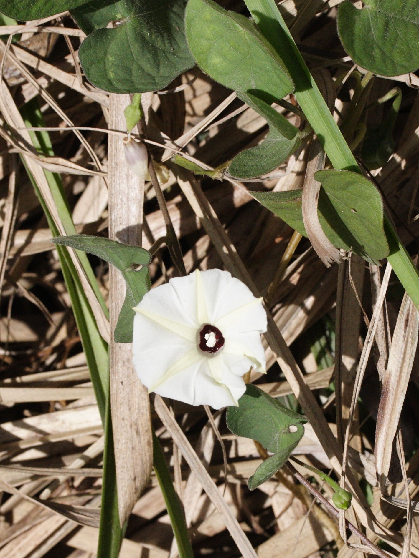 Afficher le média ipomoea_batatas4md ipomoea_batatas4md