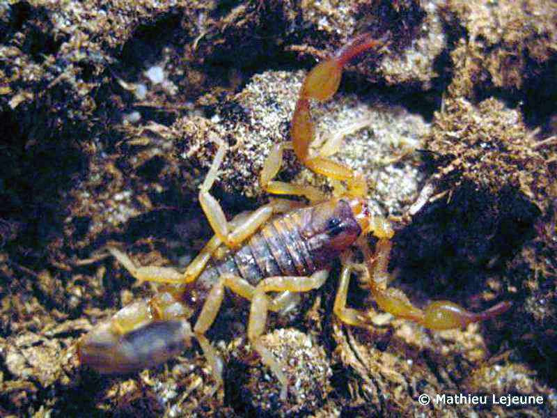 isometrus_maculatus2ml