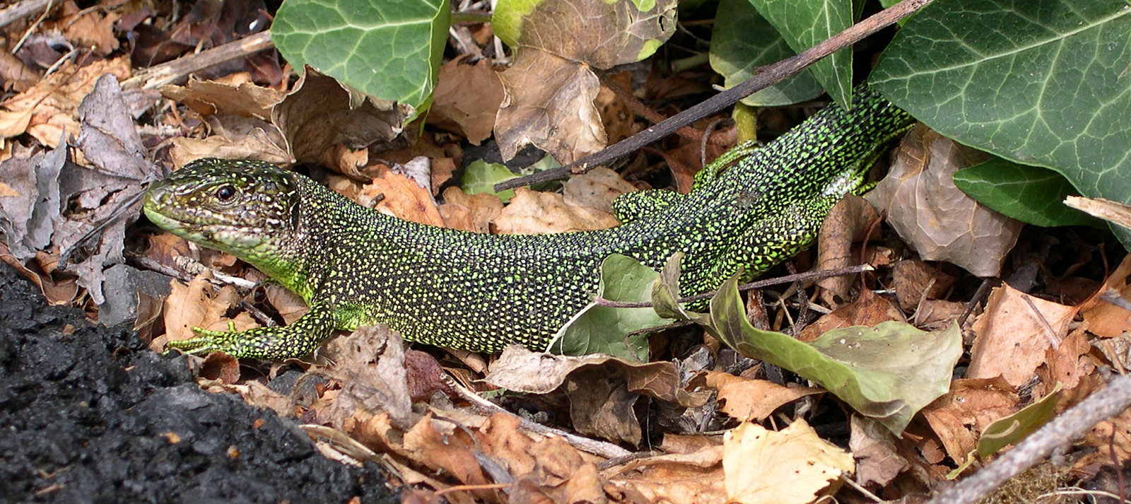 lacerta_bilineata2fca