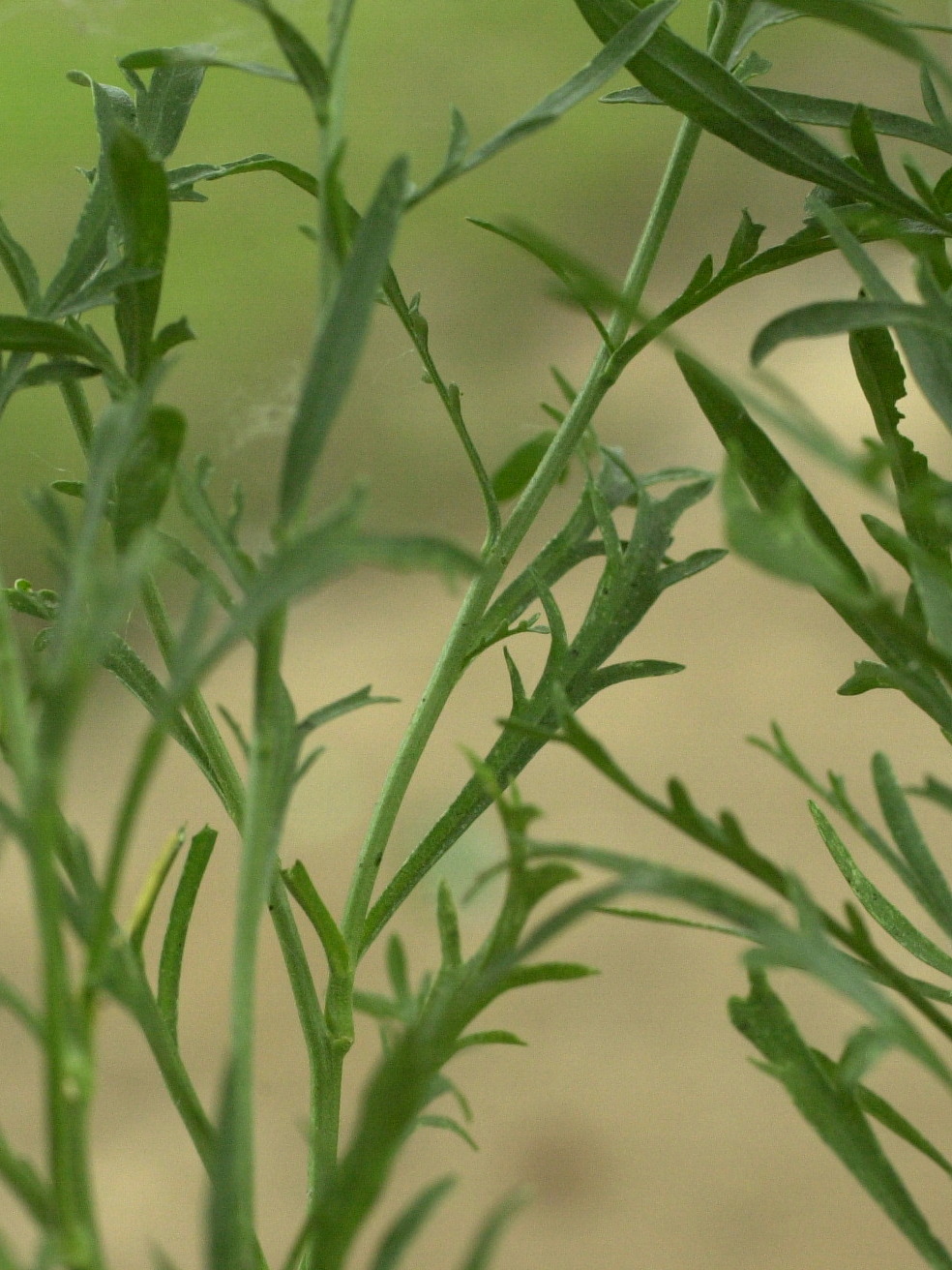 lepidium_ruderale2md