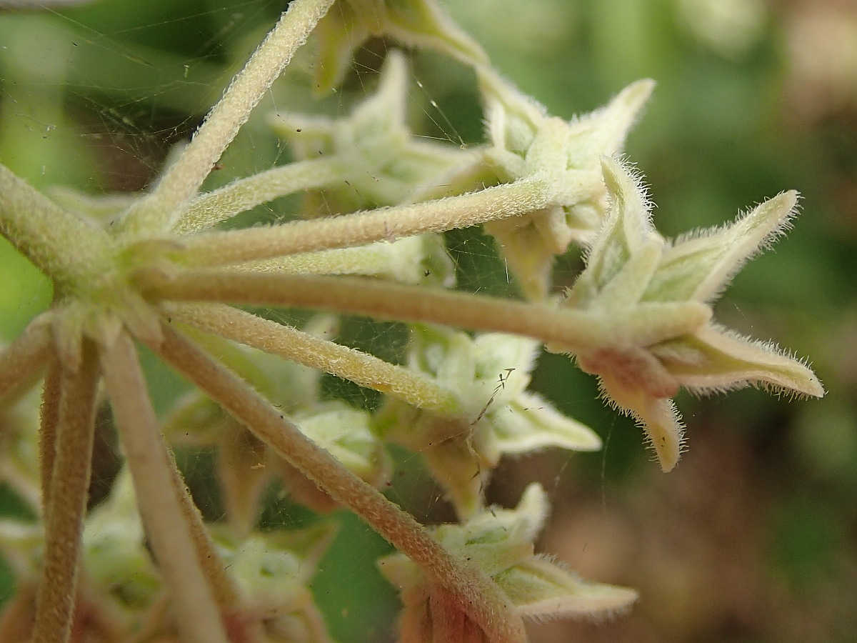 Afficher le média leptadenia_madagascariensis5md leptadenia_madagascariensis5md