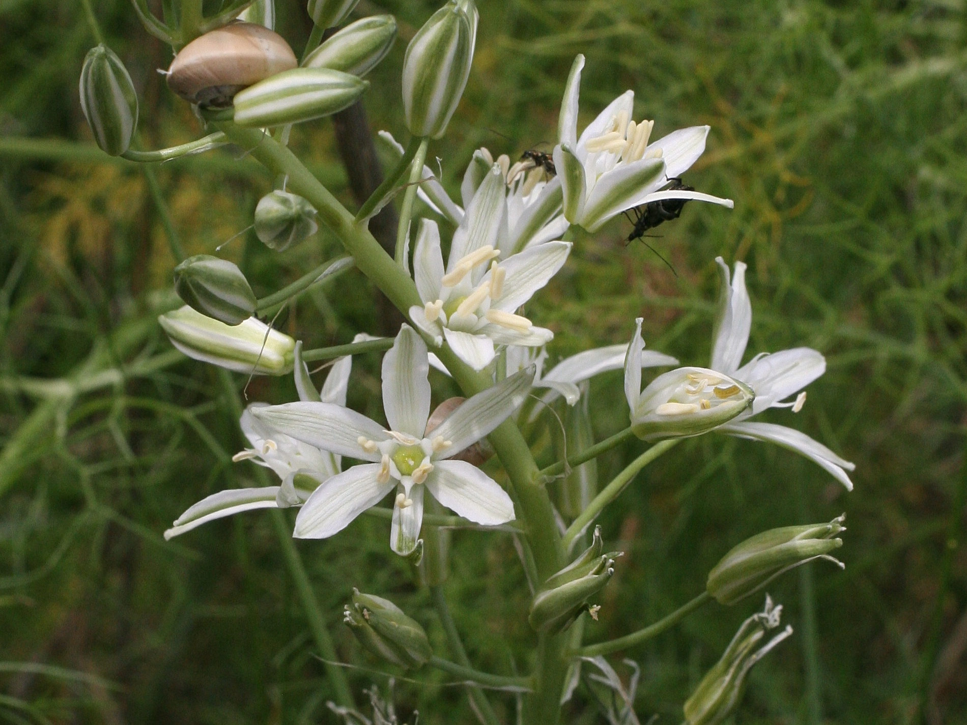 Afficher le média Loncomelos_narbonense Loncomelos_narbonense