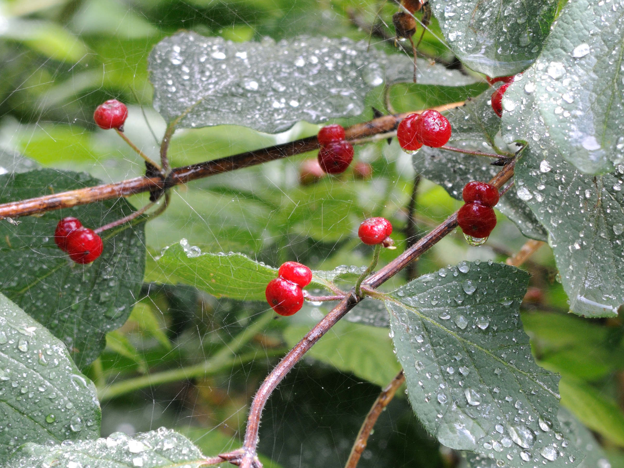 lonicera_xylosteum4md