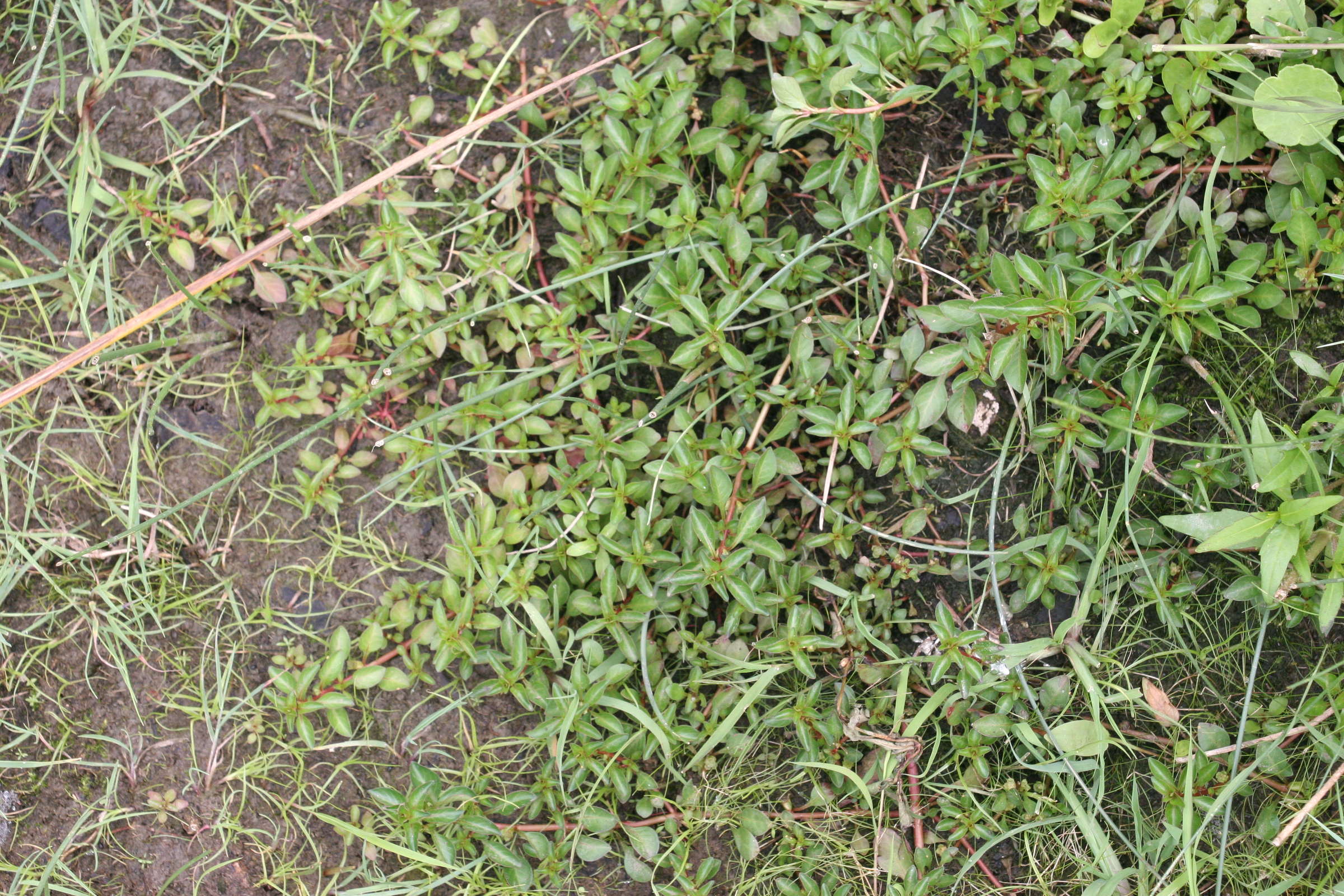 ludwigia_palustris1md