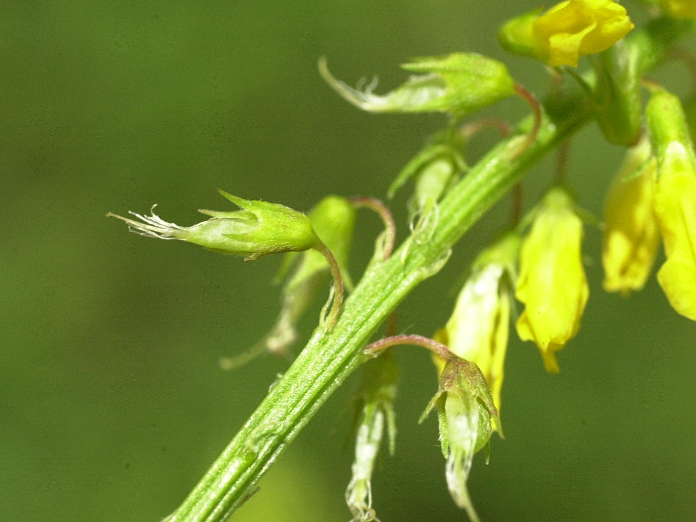 Afficher le média melilotus_officinalis4md melilotus_officinalis4md
