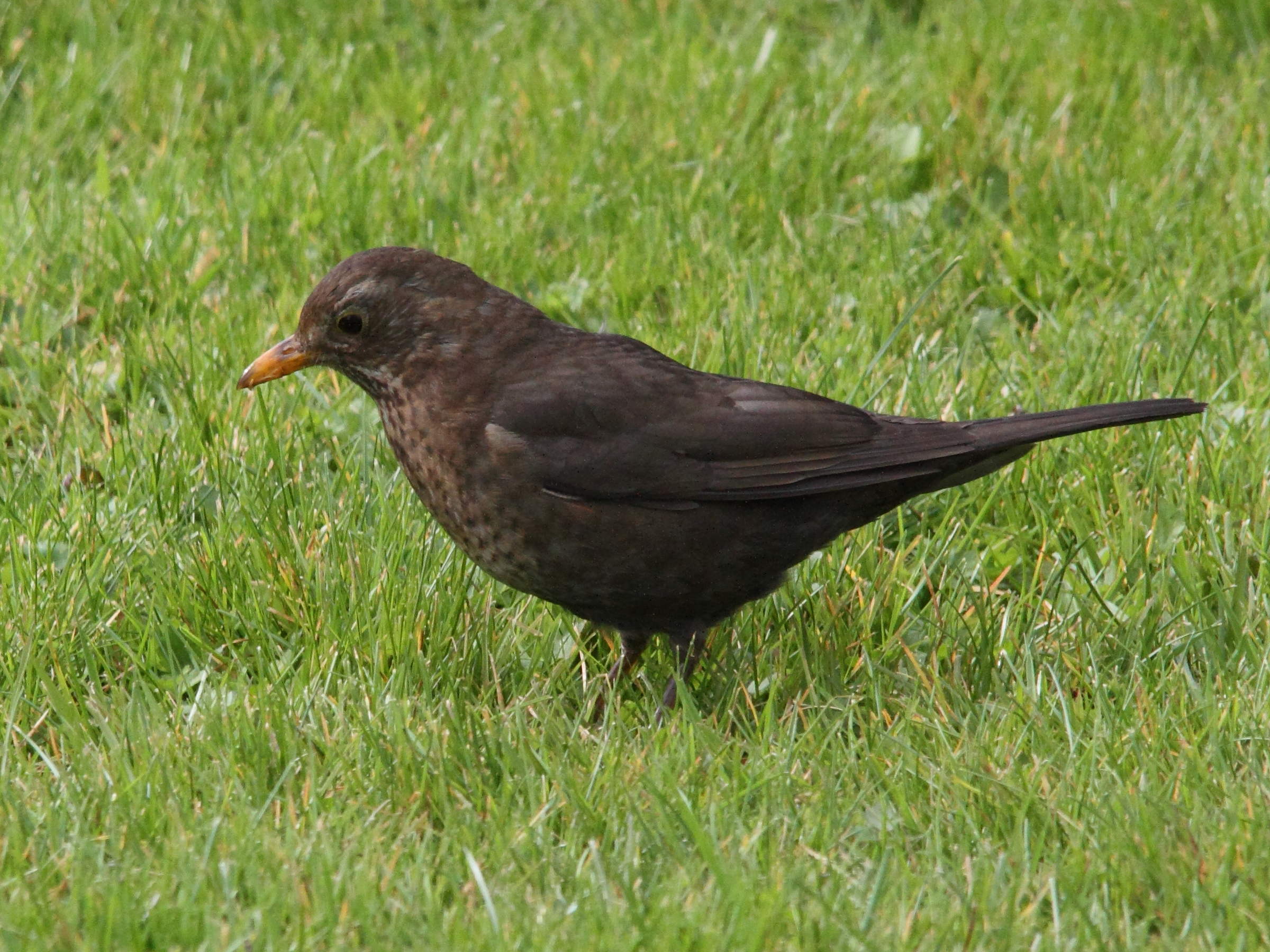 merle_noir_-_turdus_merula5md