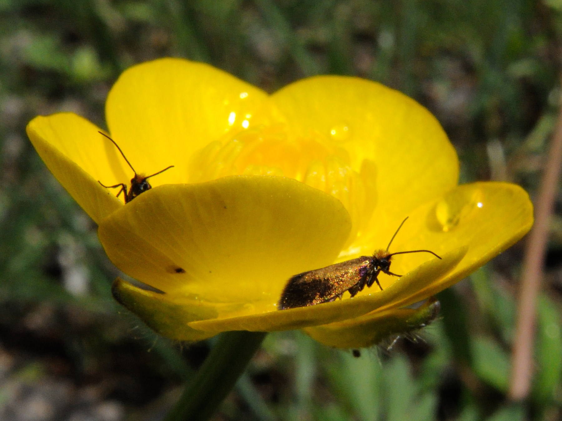 micropterix_calthella3sd