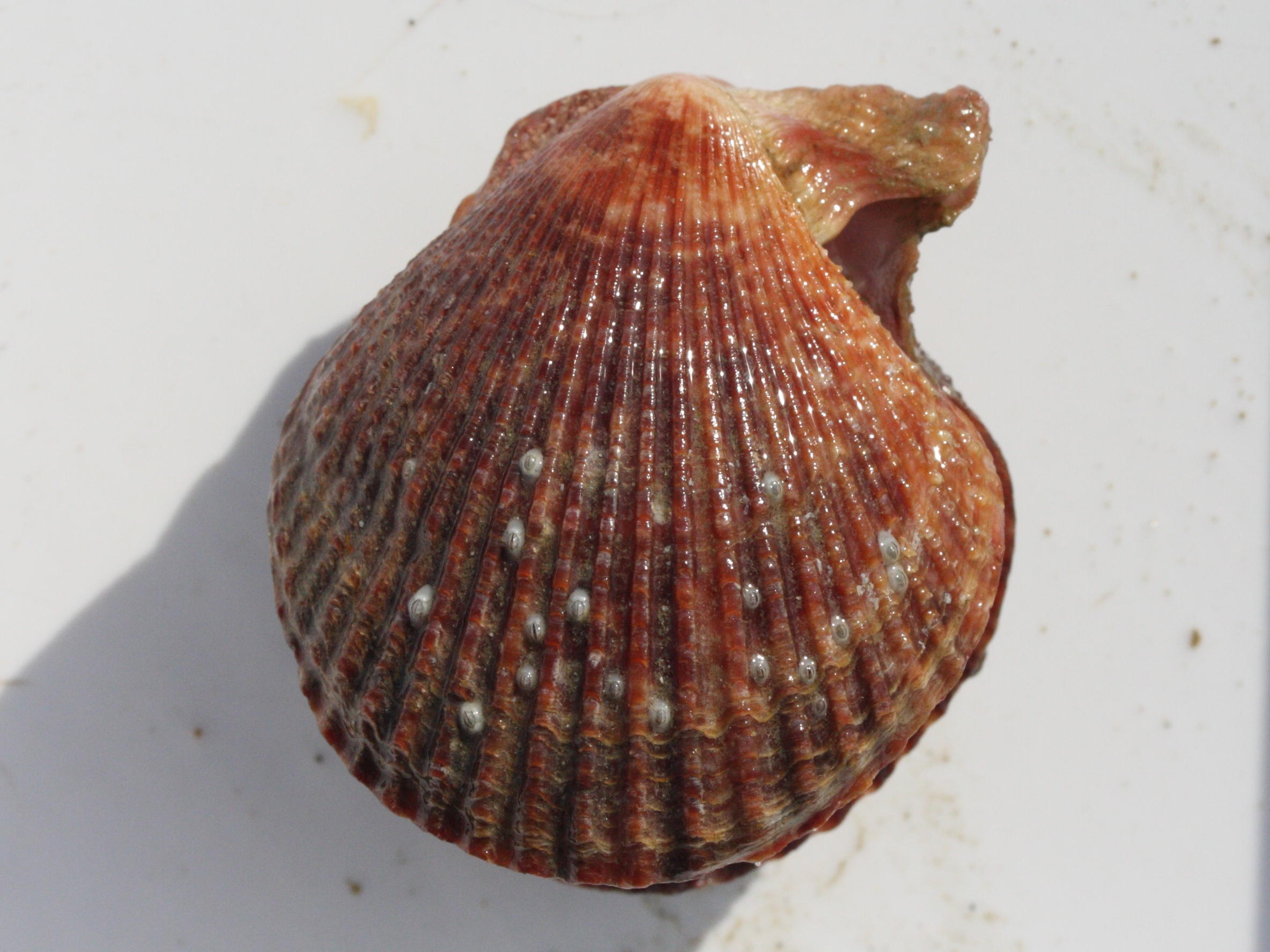 mimachlamys_varia1md