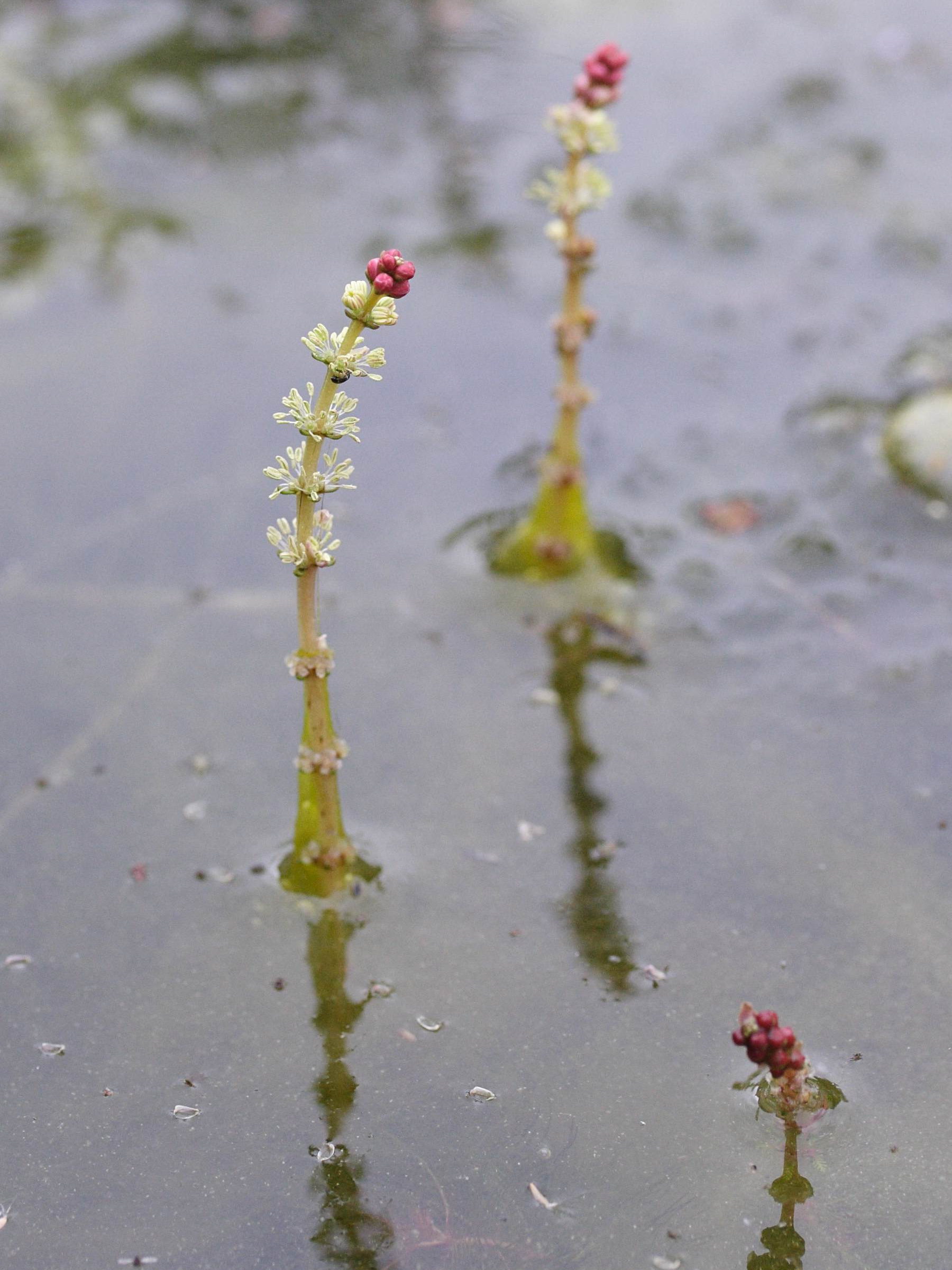 myriophyllum_spicatum5md