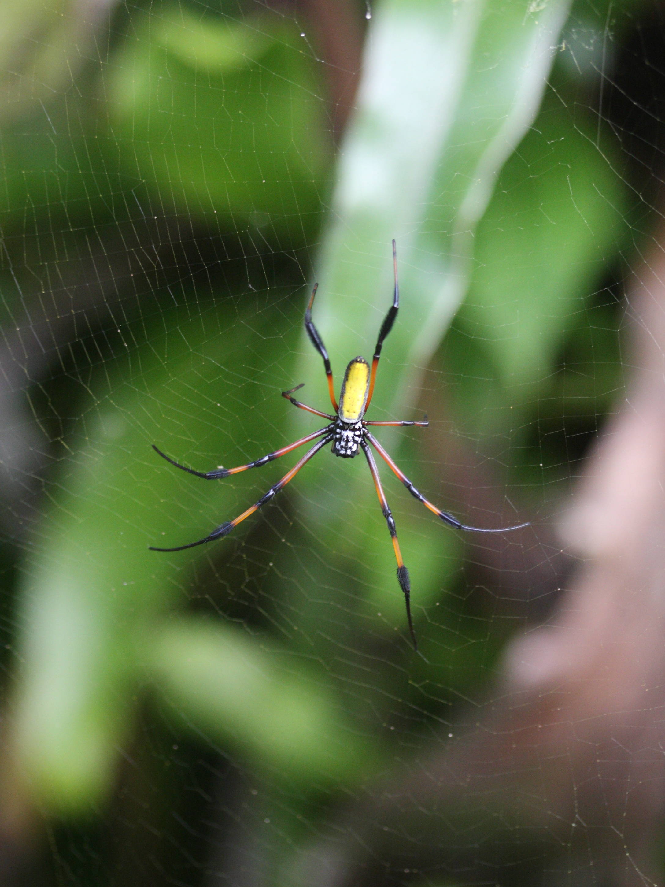 Nephila_inaurata ssp. inaurata