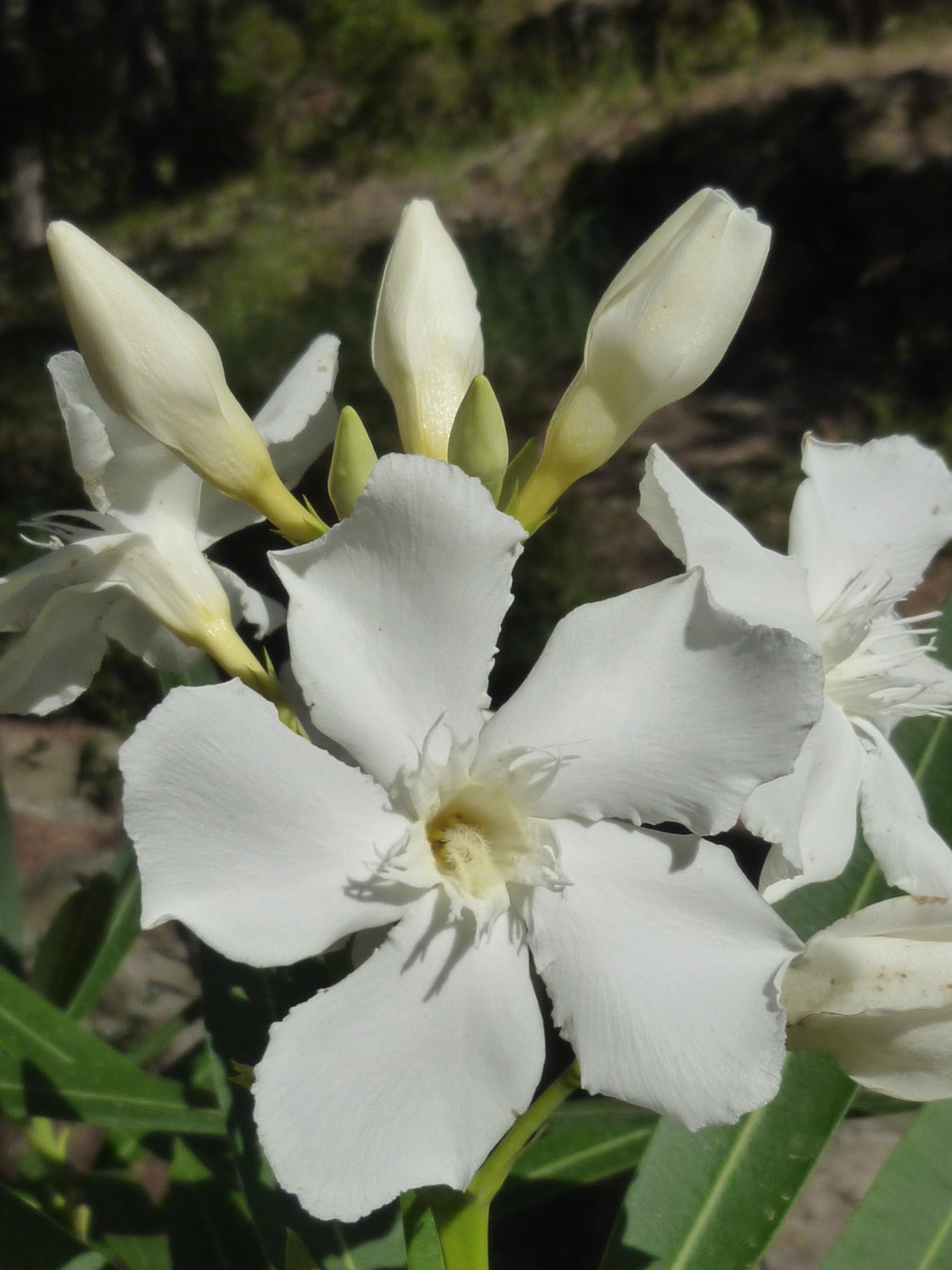 nerium_oleander6cd