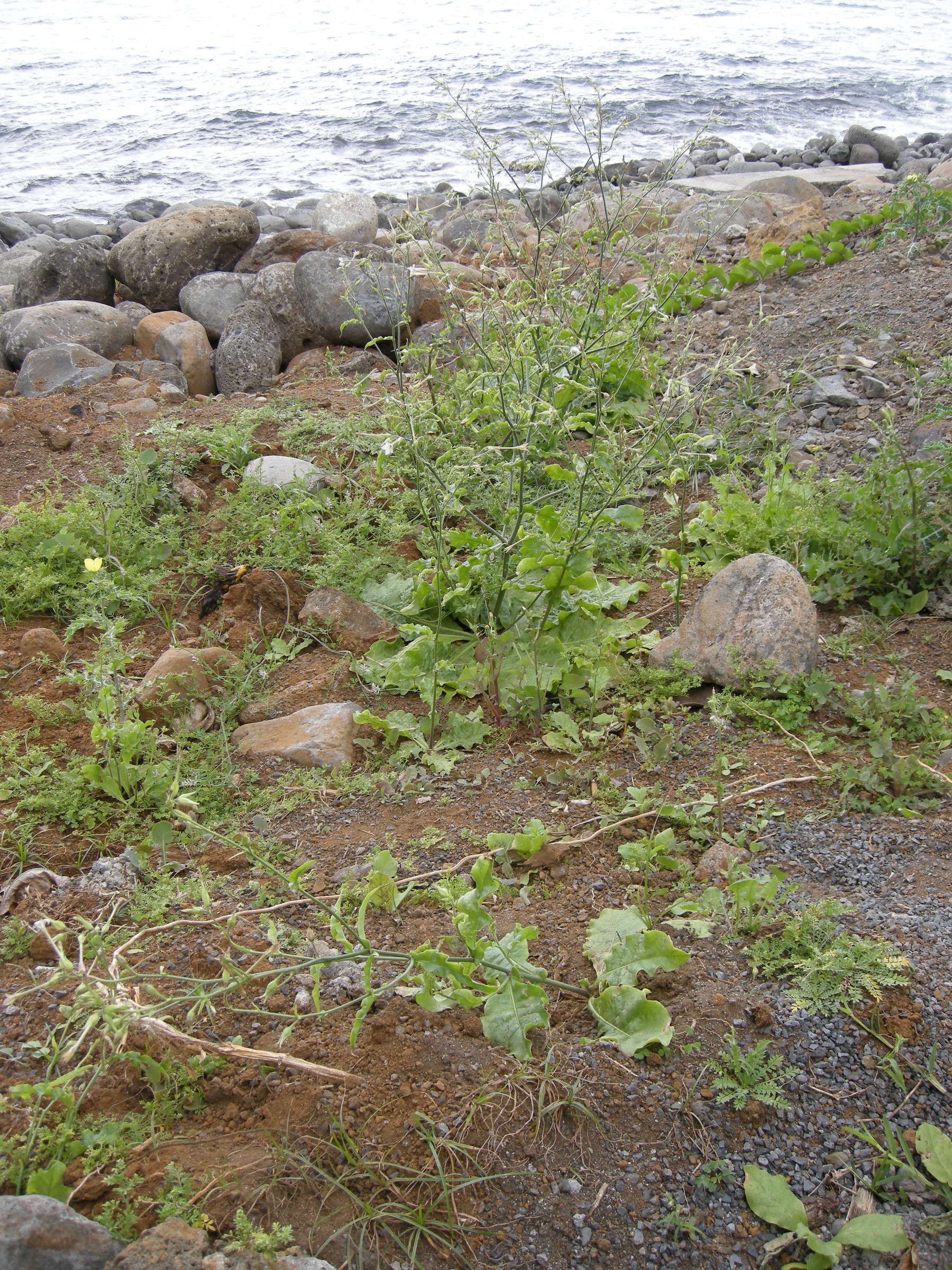 nicotiana_plumbaginifolia1md