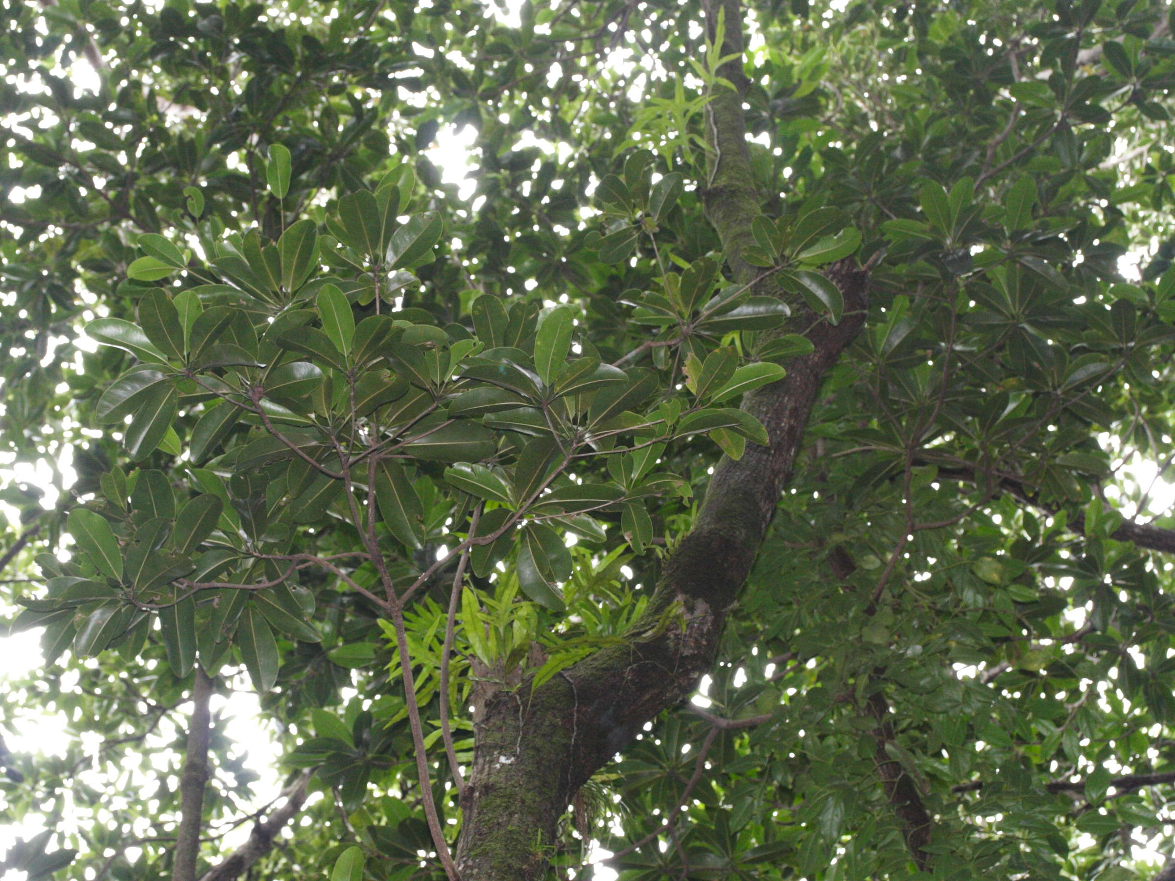 nuxia_verticillata1md