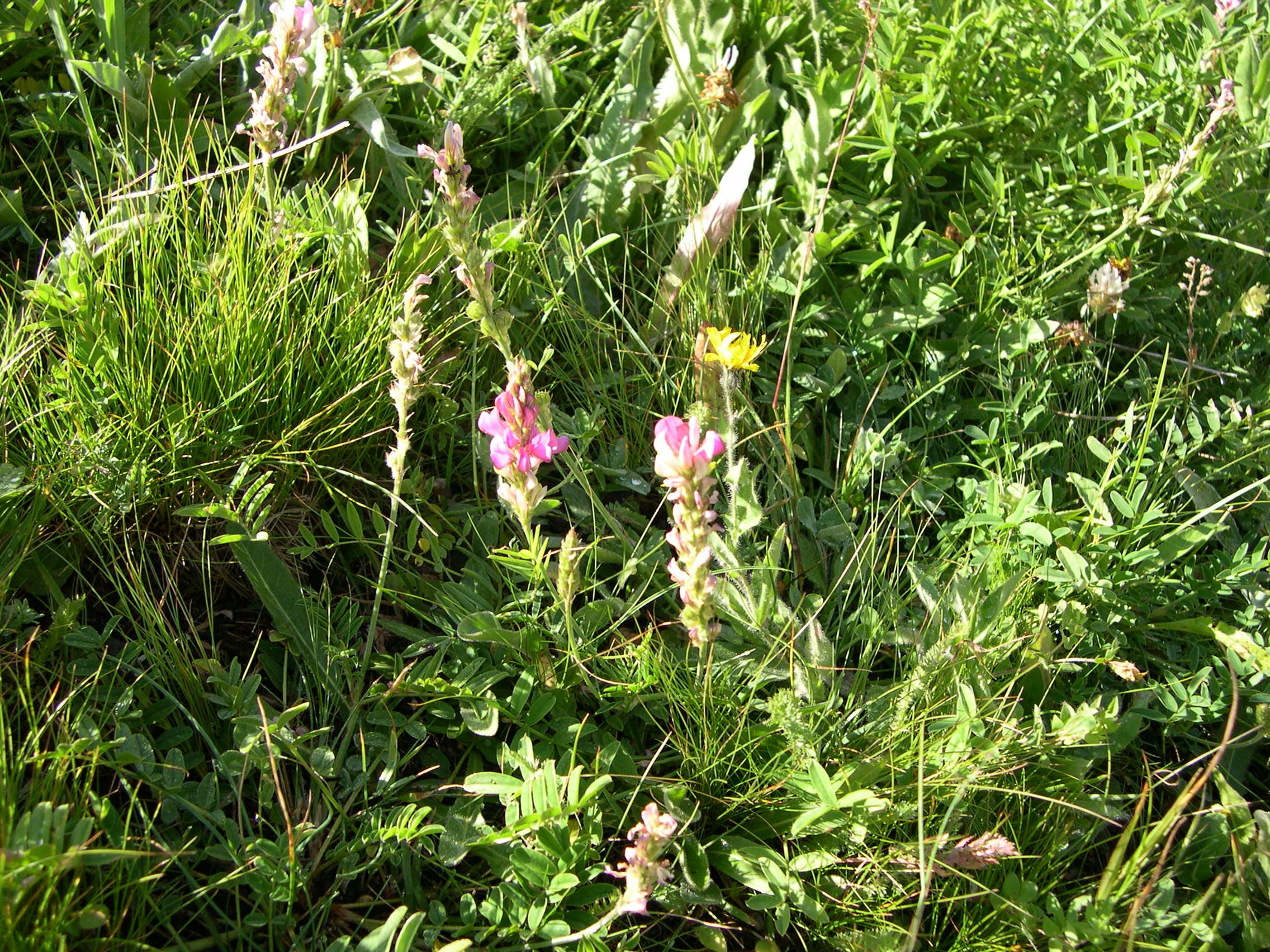 onobrychis_arenaria1md