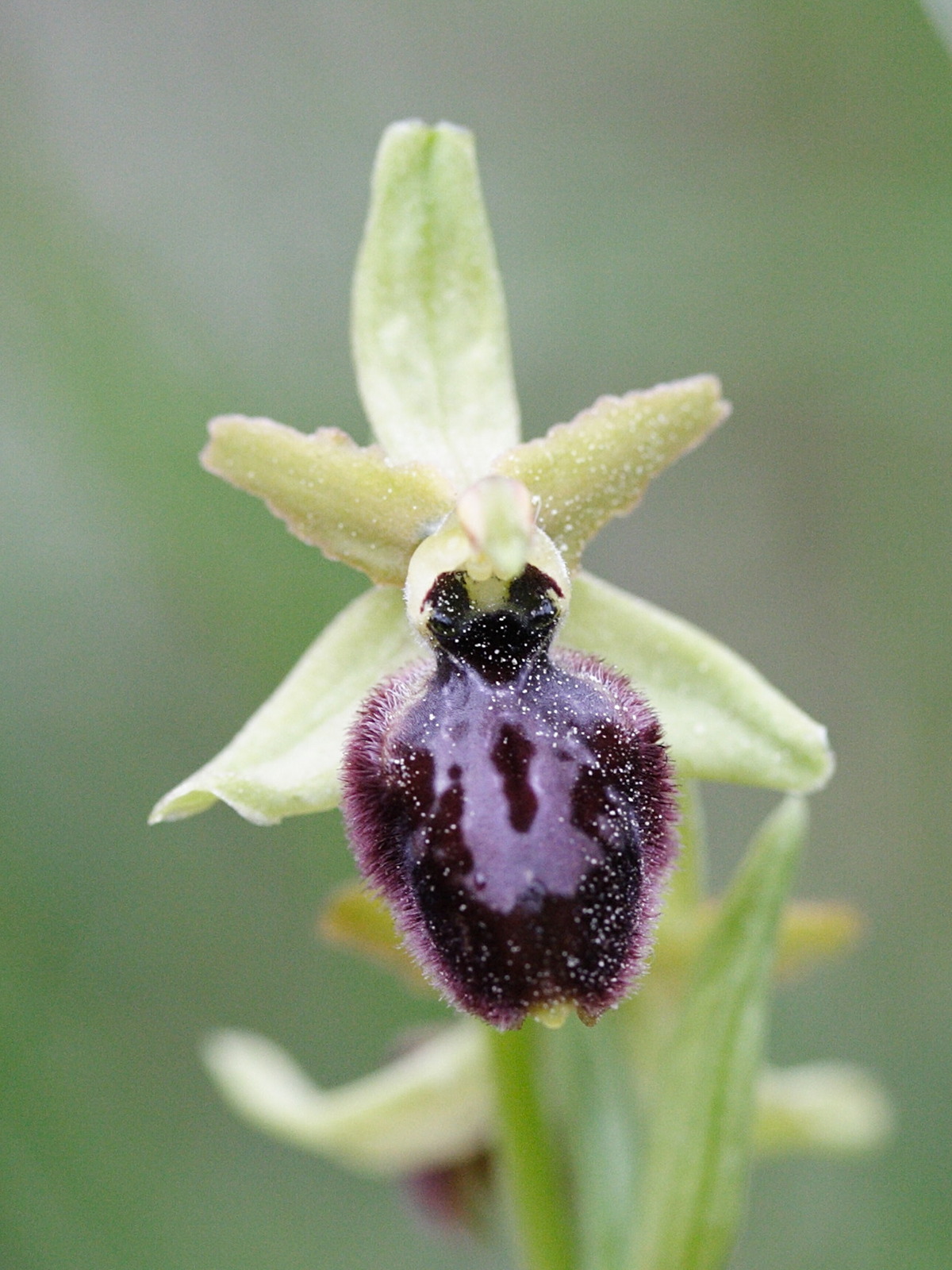 Afficher le média ophrys_arachnitiformis5md ophrys_arachnitiformis5md