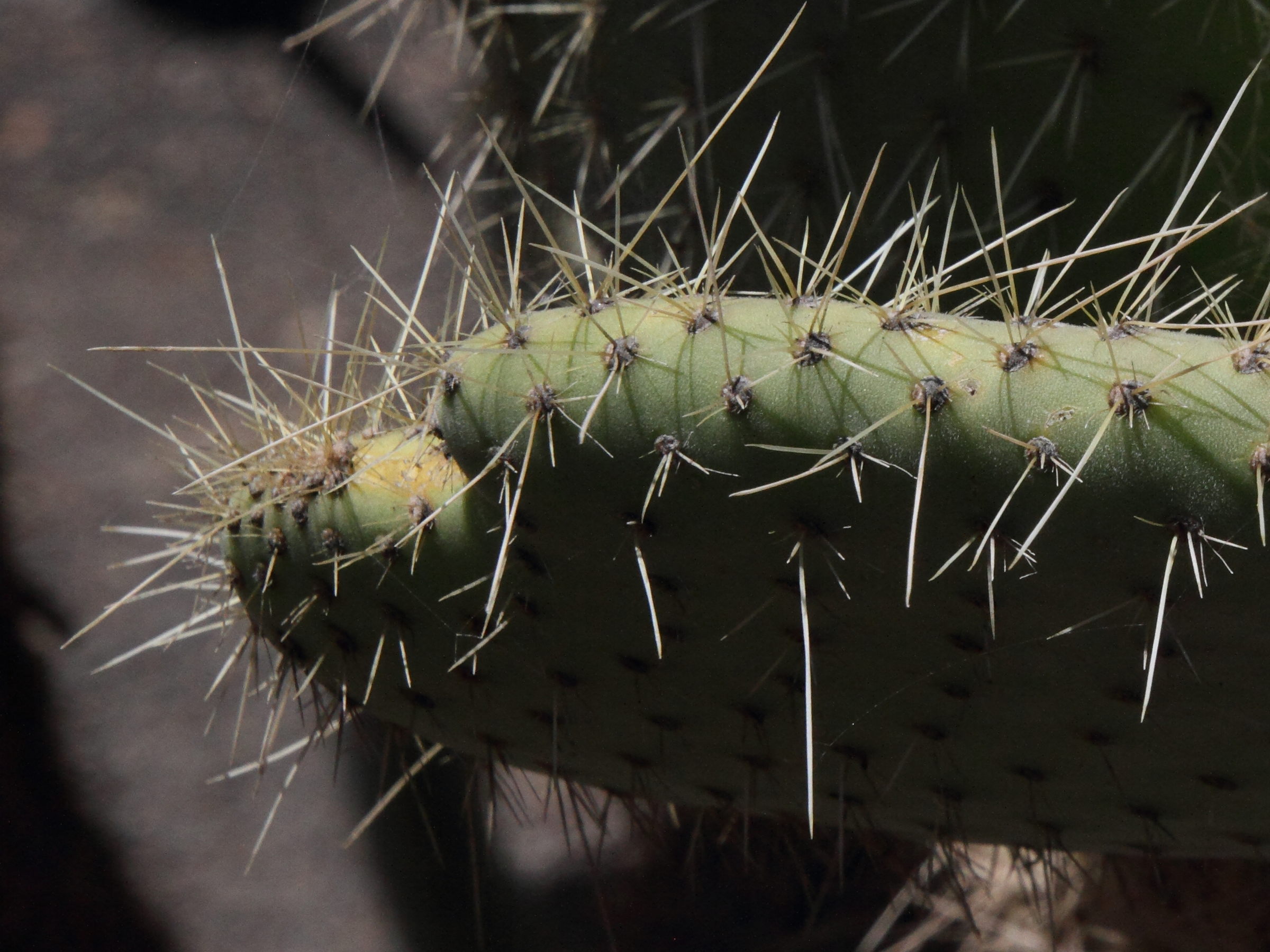 opuntia_leucotricha4md