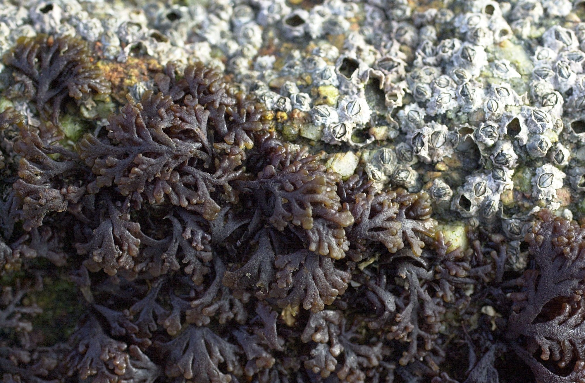 osmundea_pinnatifida4md