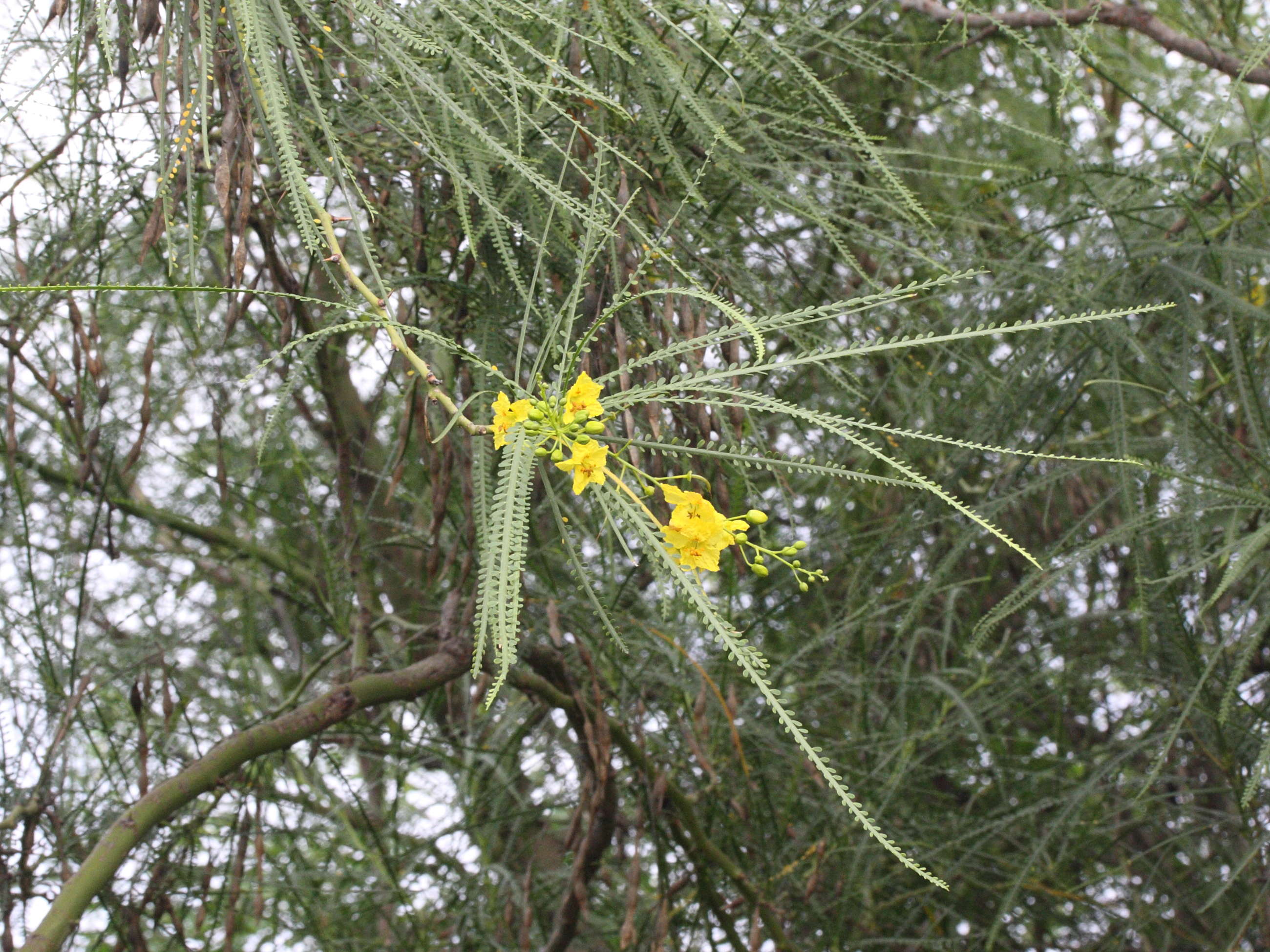 parkinsonia_aculeata2md